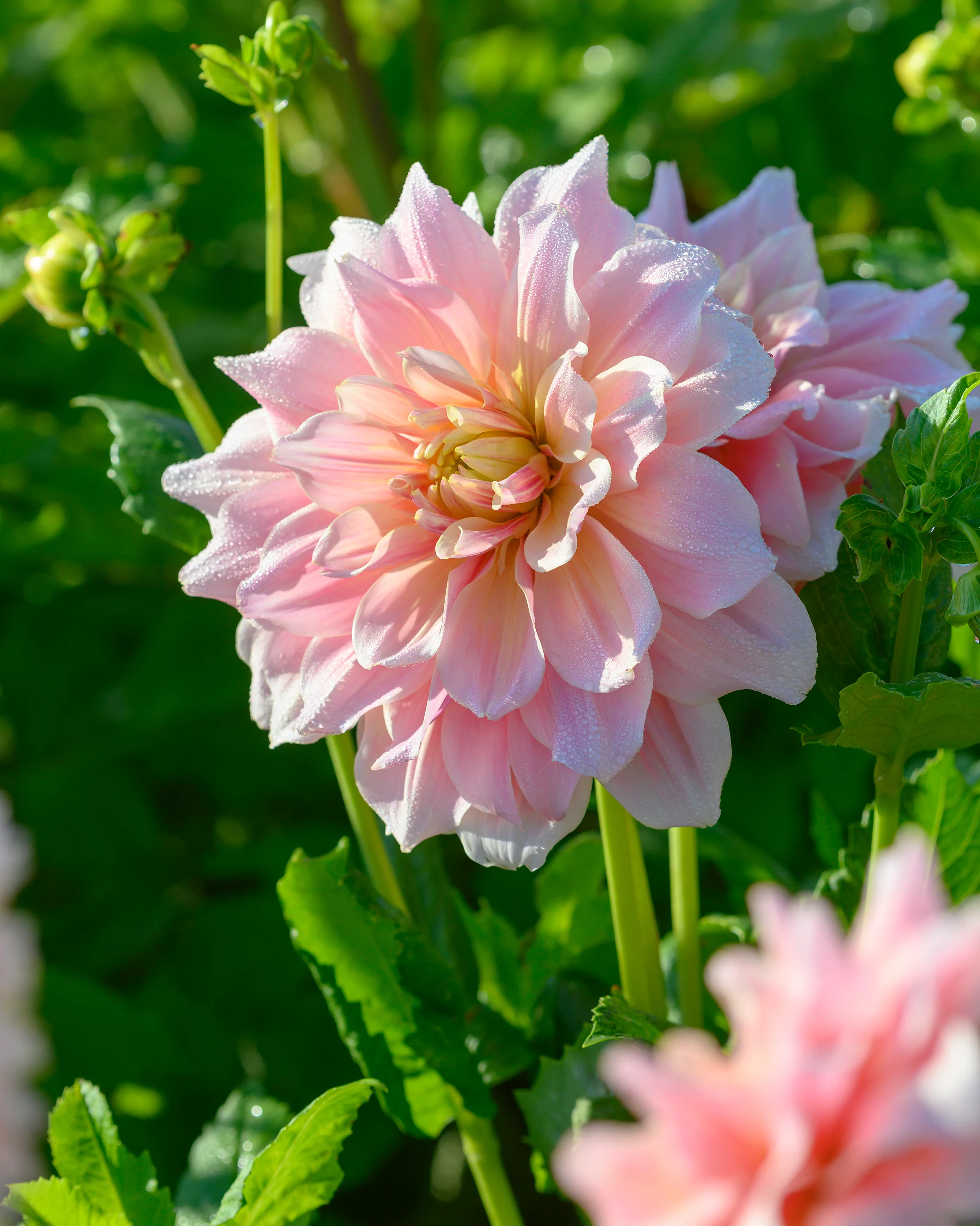 Dahlia 'Break Out' - Image 6