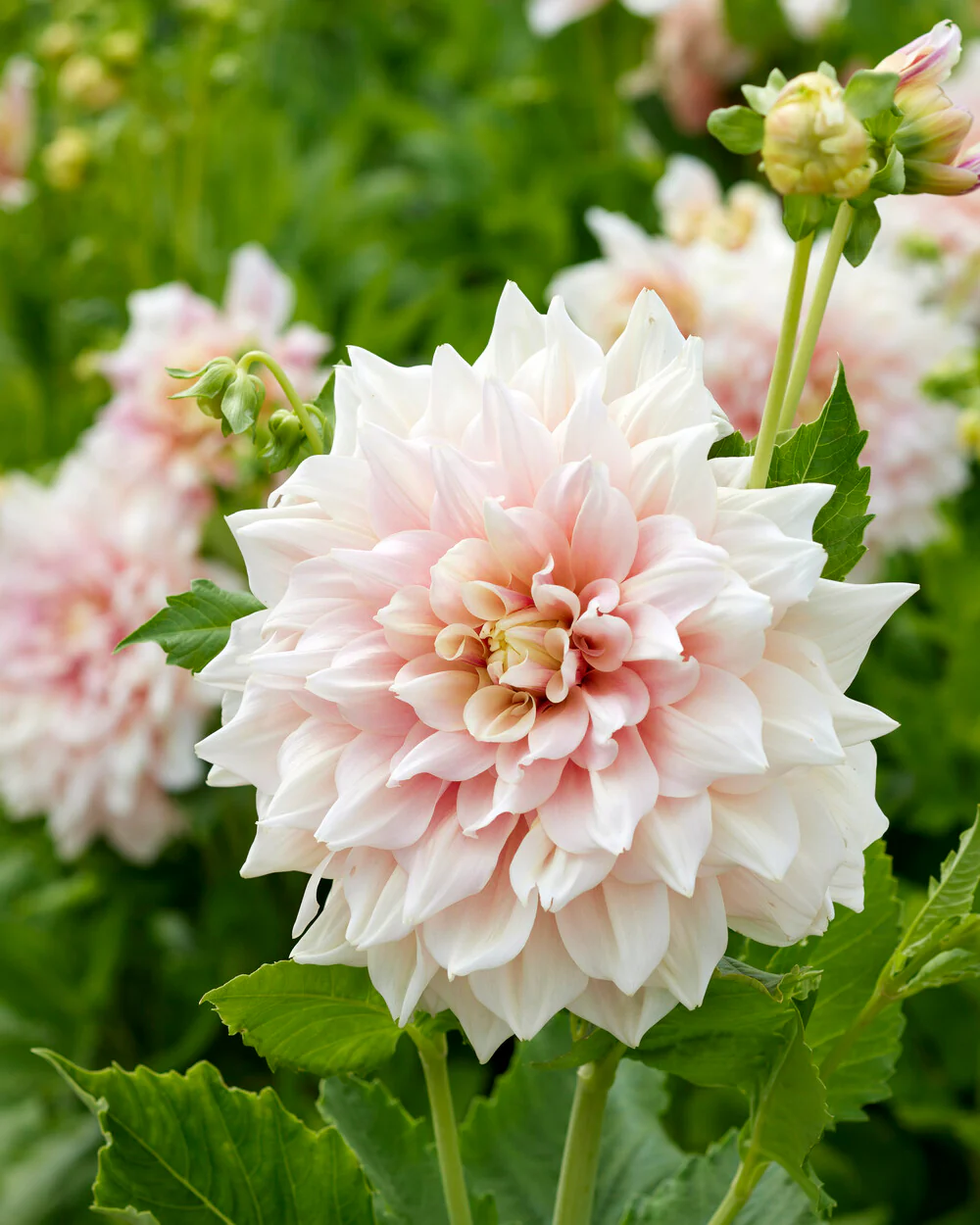Dahlia 'Break Out' - Image 7