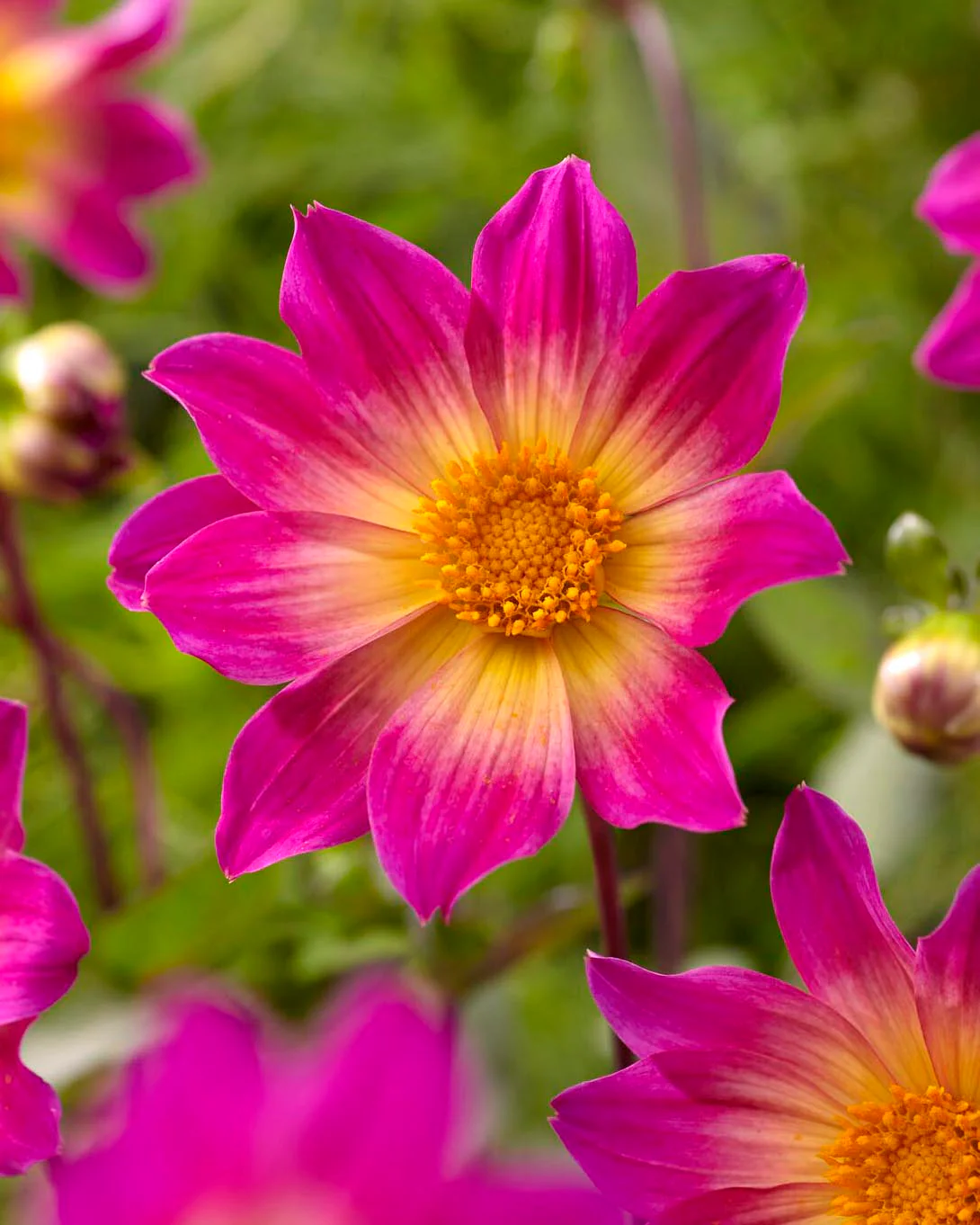 Dahlia 'Bright Eyes'