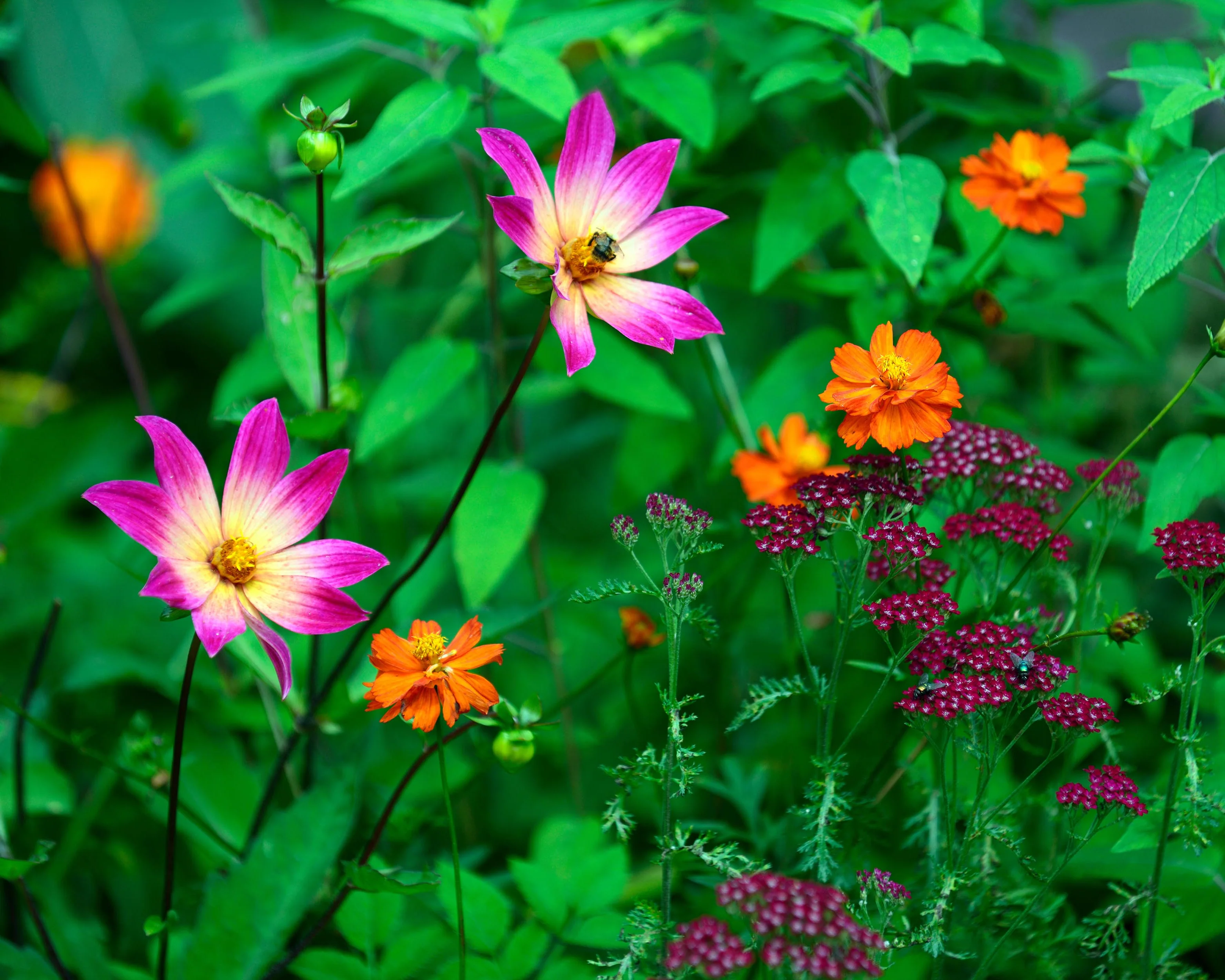 Dahlia 'Bright Eyes' - Image 3