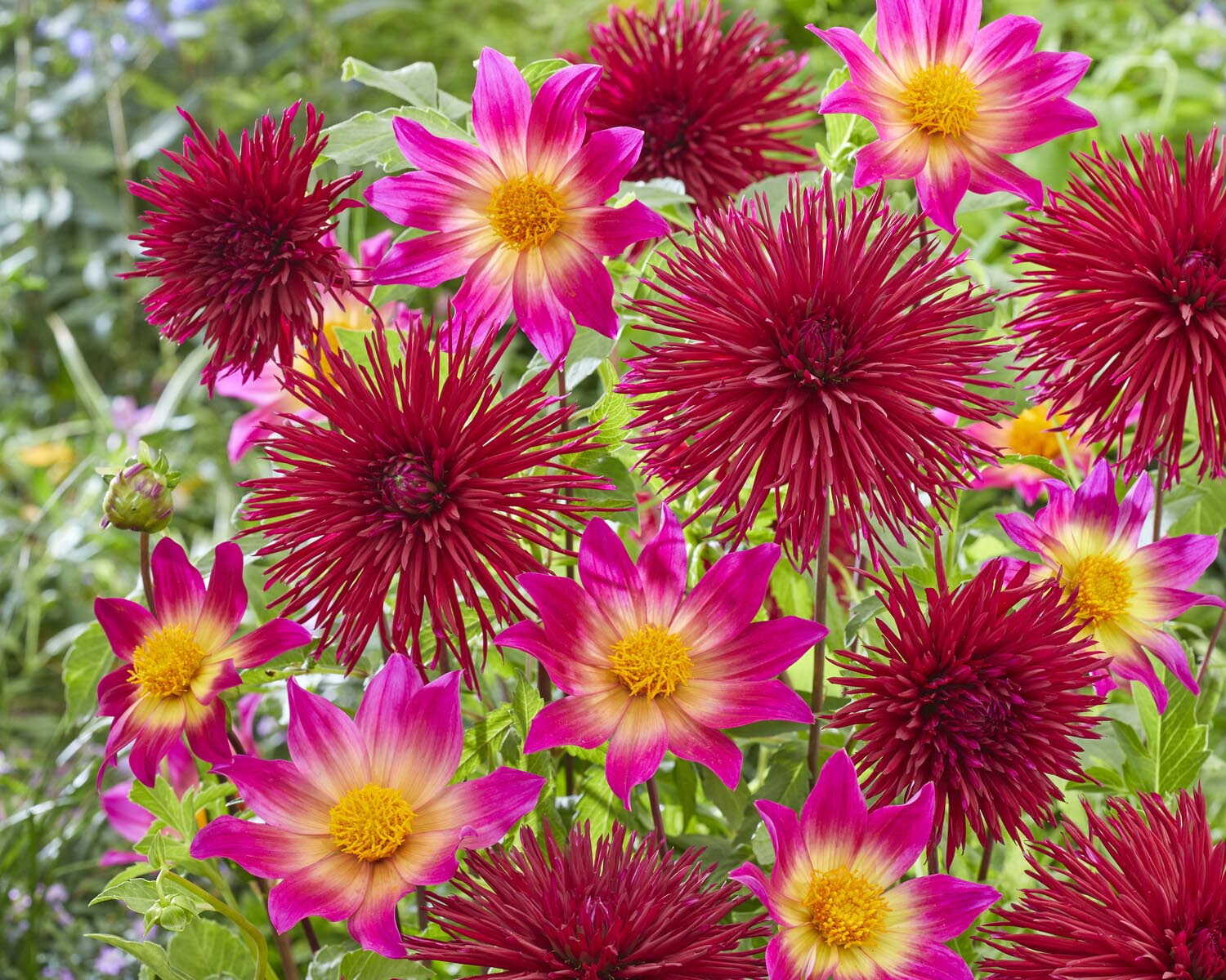 Dahlia 'Bright Eyes' - Image 5