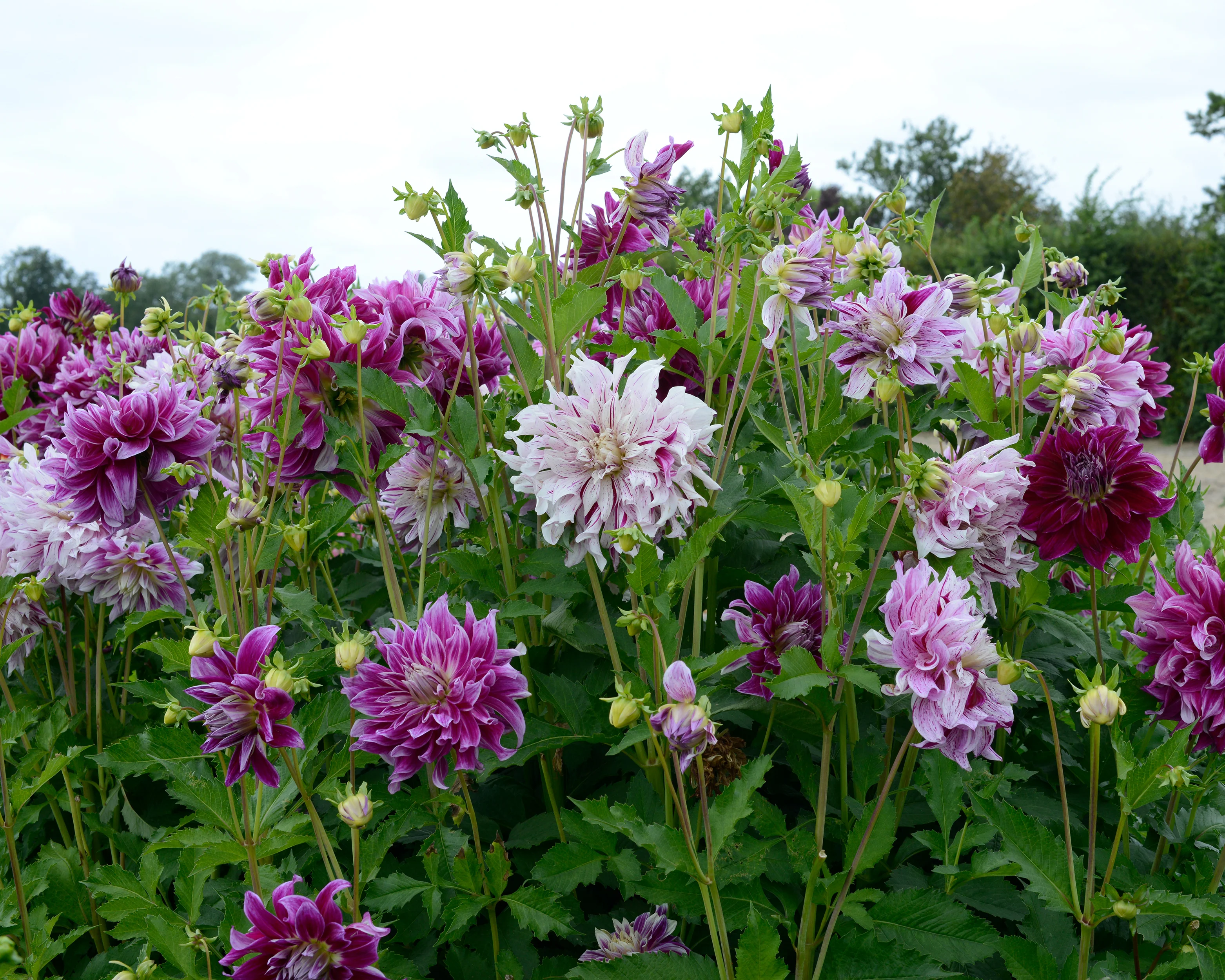 Dahlia 'Bristol Stripe' - Image 6