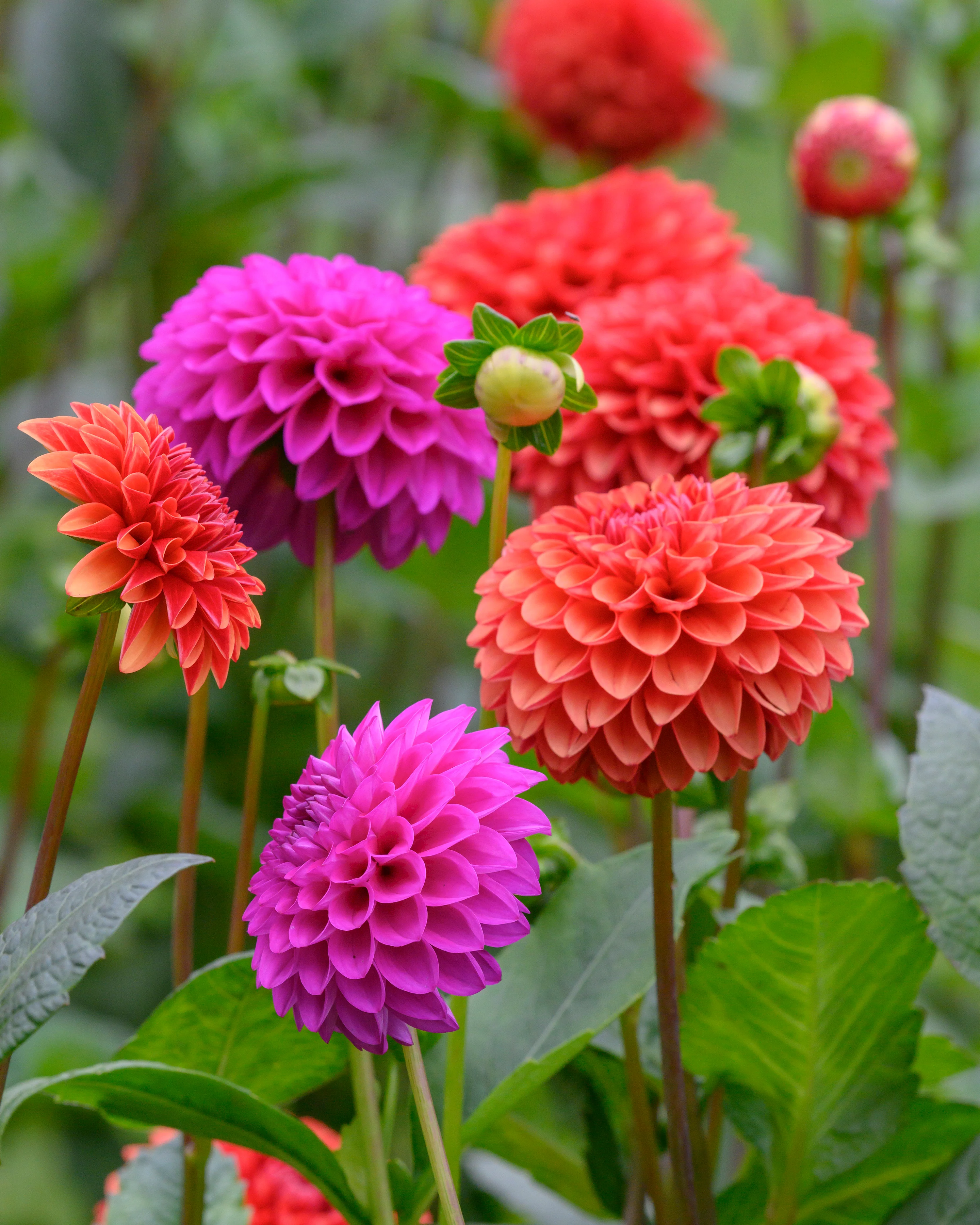 Dahlia 'Brown Sugar' - Image 7