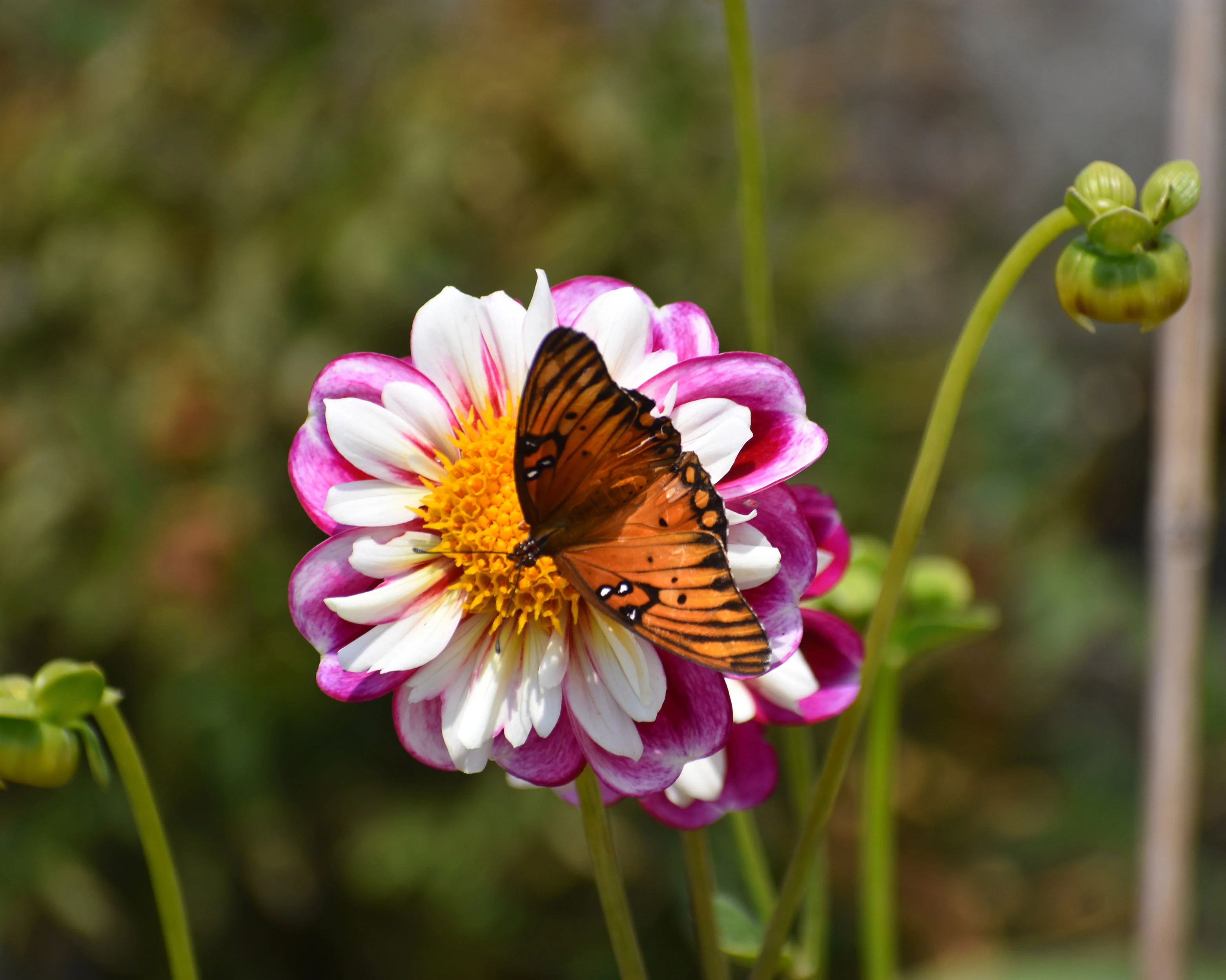 Dahlia 'Bumble Rumble' - Image 11