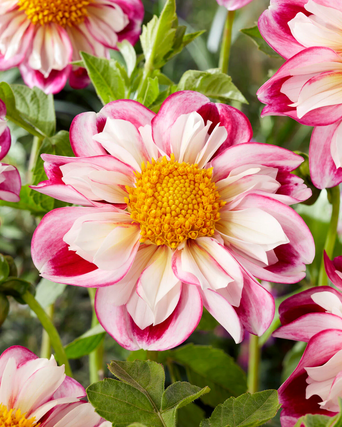 Dahlia 'Bumble Rumble' - Image 2