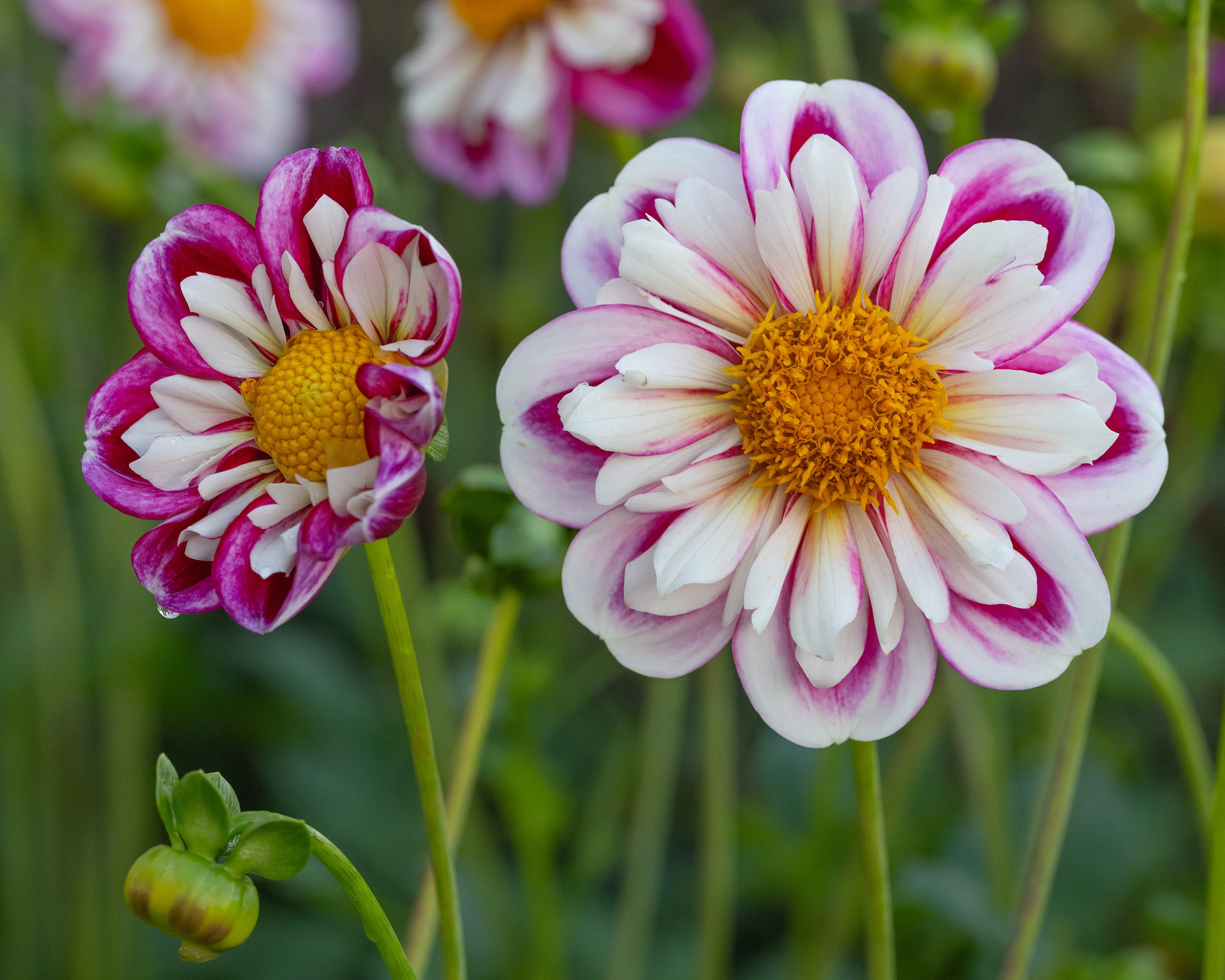 Dahlia 'Bumble Rumble' - Image 3