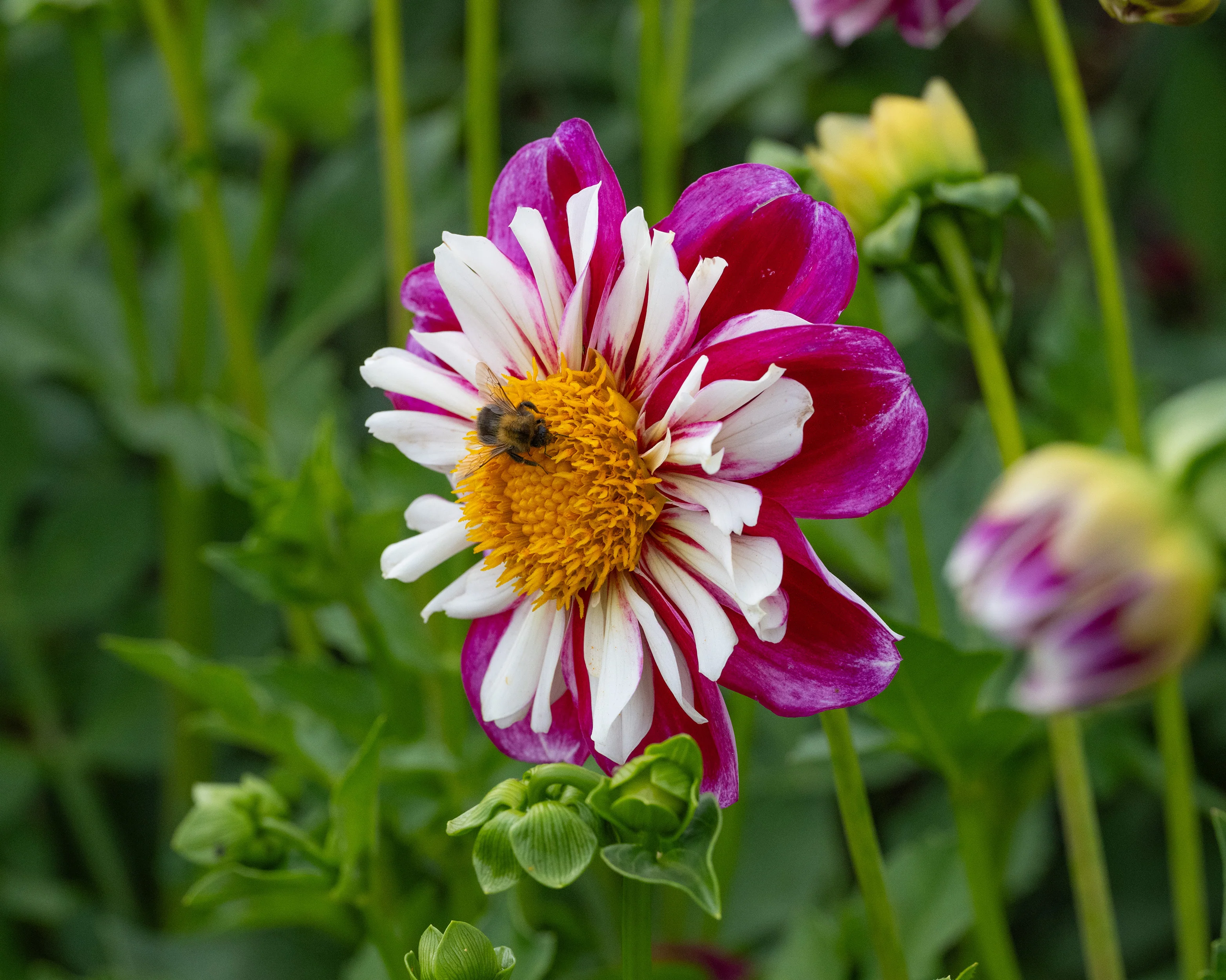 Dahlia 'Bumble Rumble' - Image 4