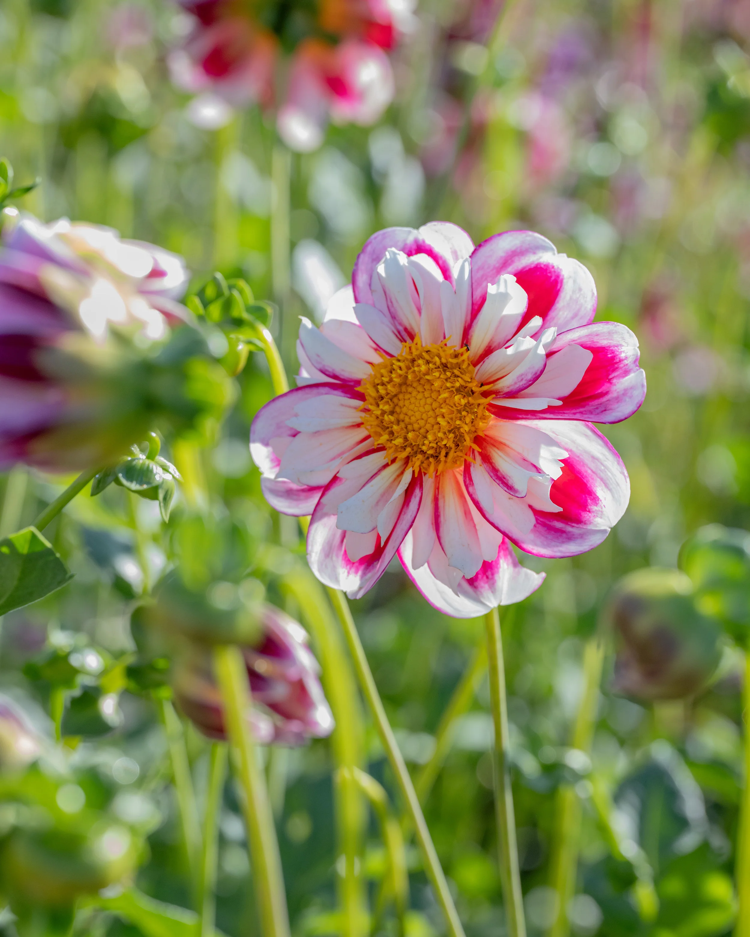Dahlia 'Bumble Rumble' - Image 6
