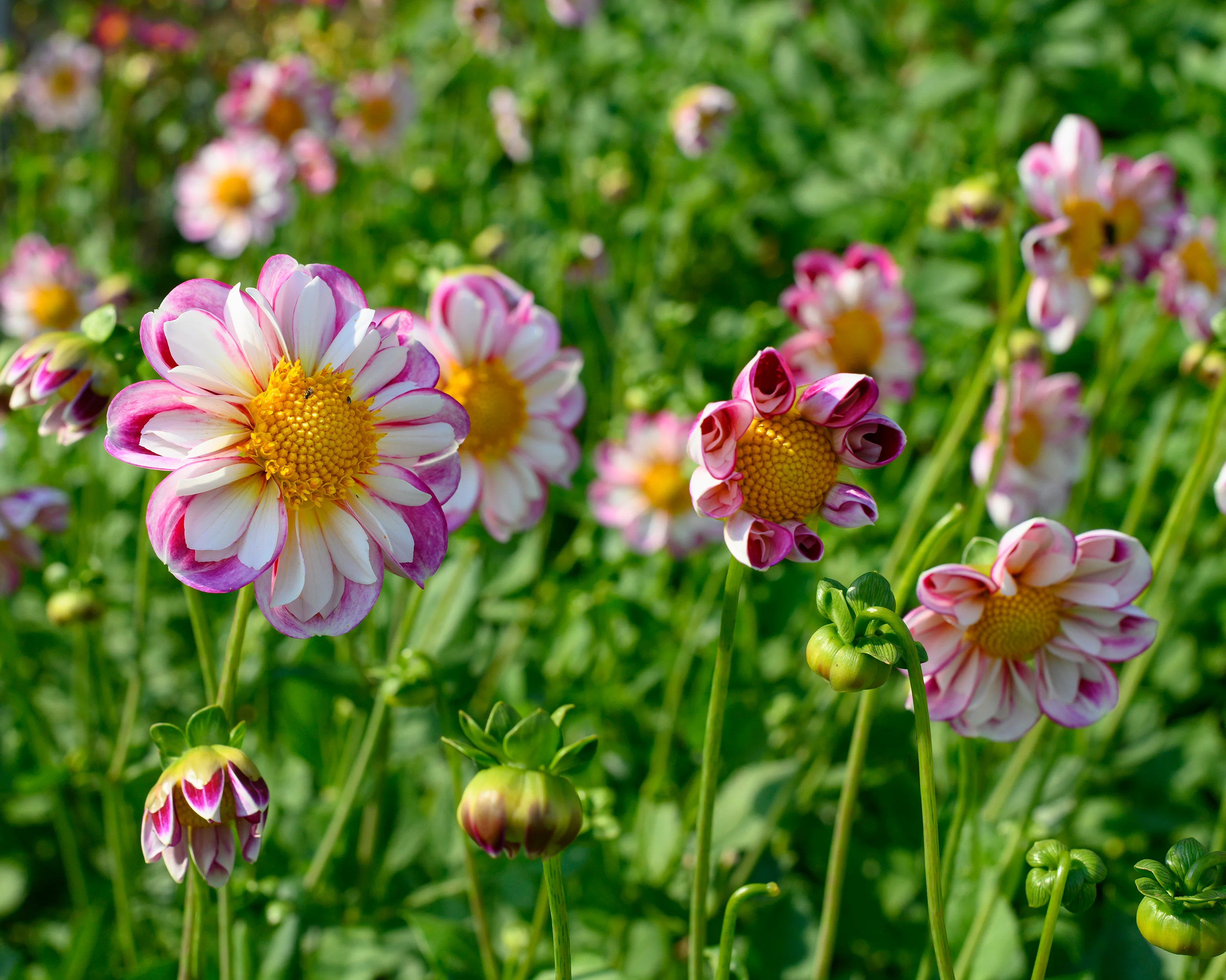 Dahlia 'Bumble Rumble' - Image 7
