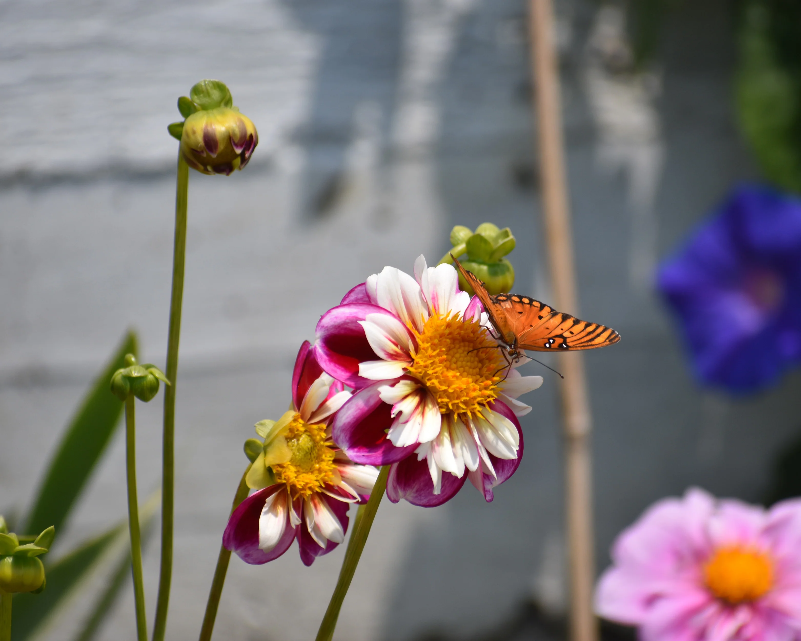 Dahlia 'Bumble Rumble' - Image 8