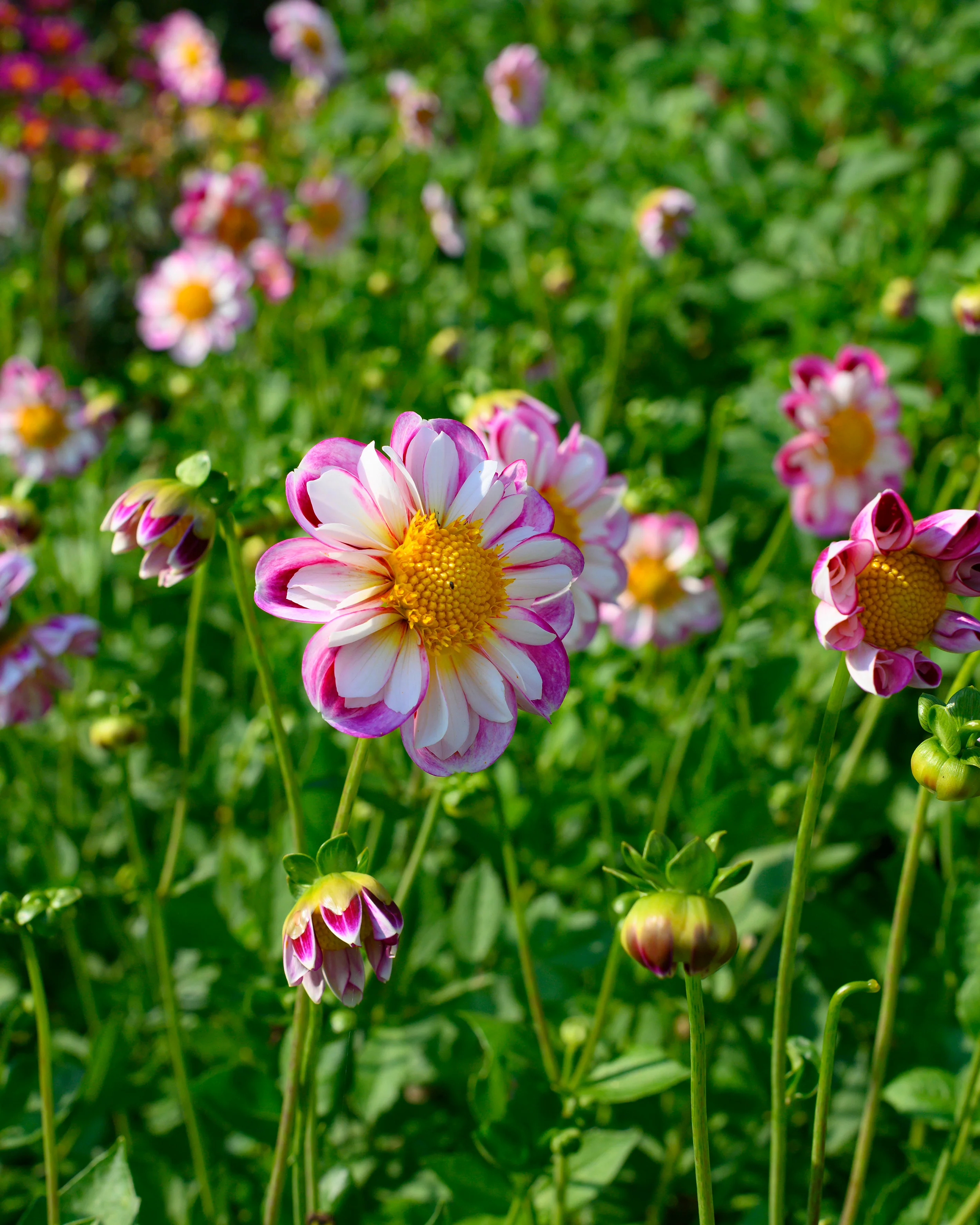 Dahlia 'Bumble Rumble' - Image 9