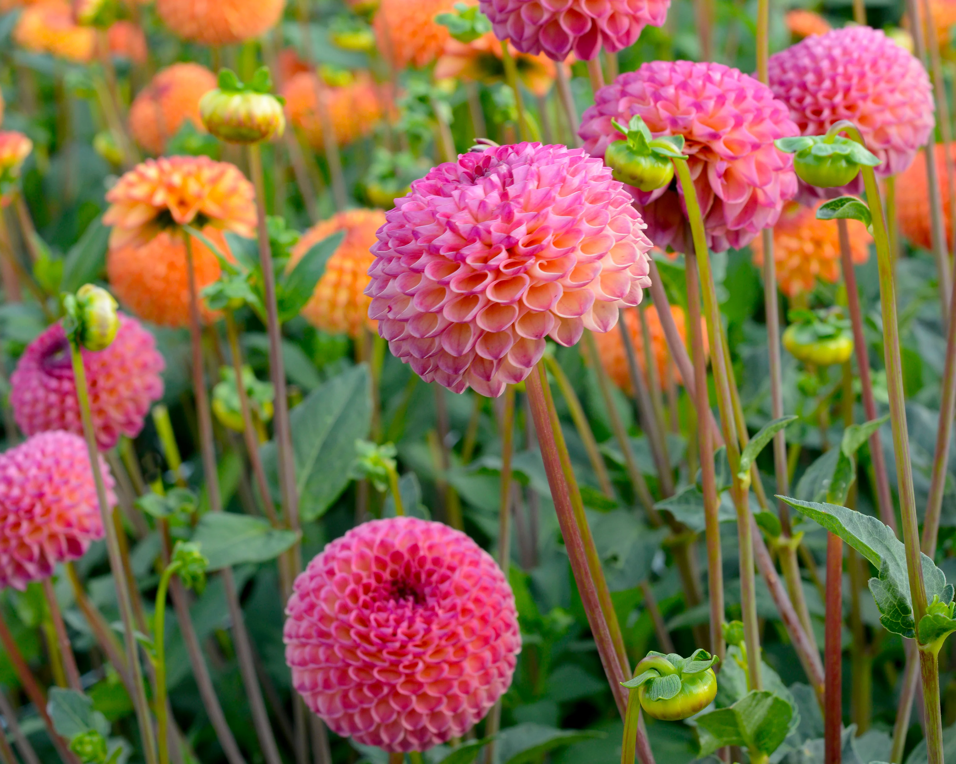Dahlia 'Burlesca' - Image 3