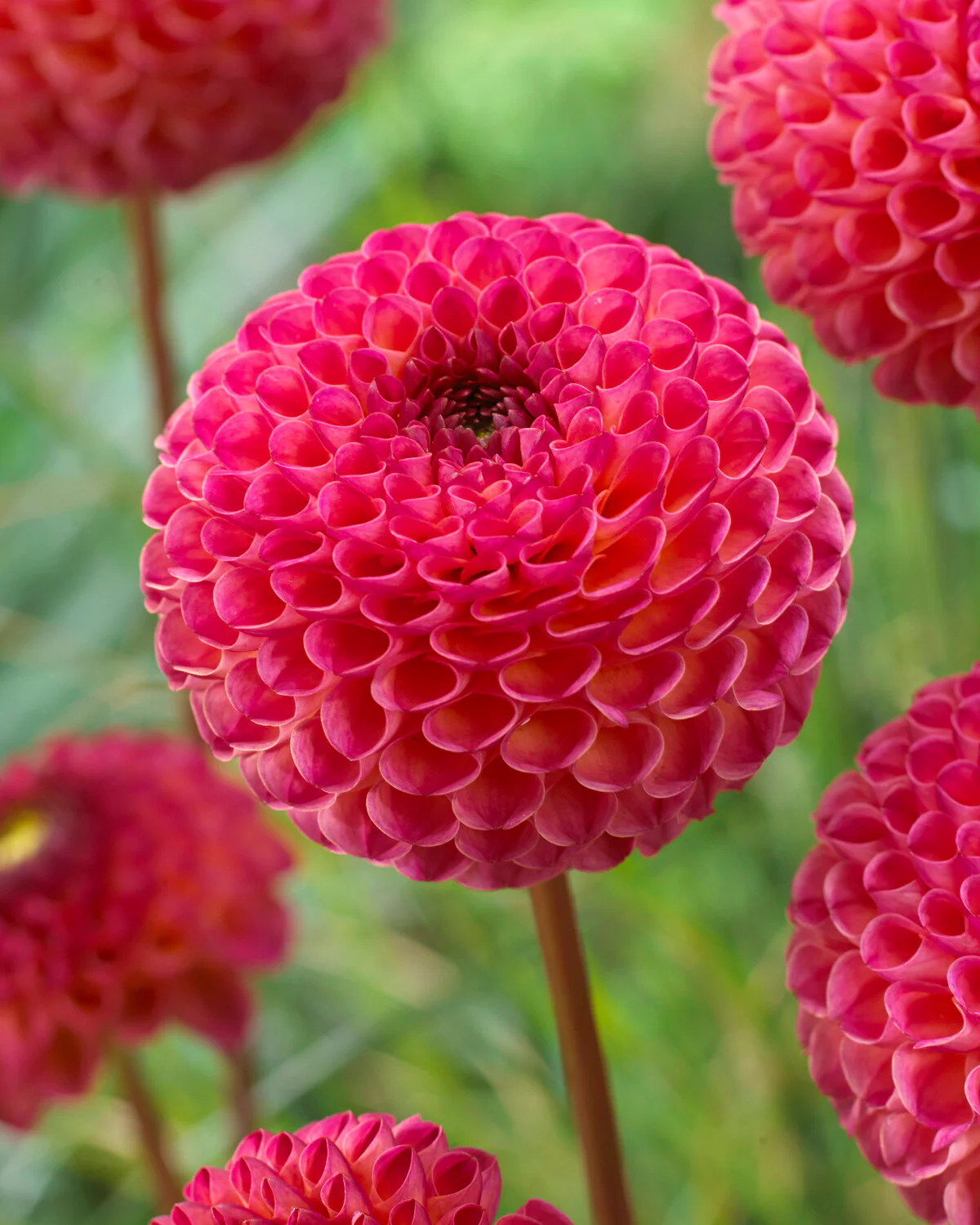 Dahlia 'Burlesca' - Image 4