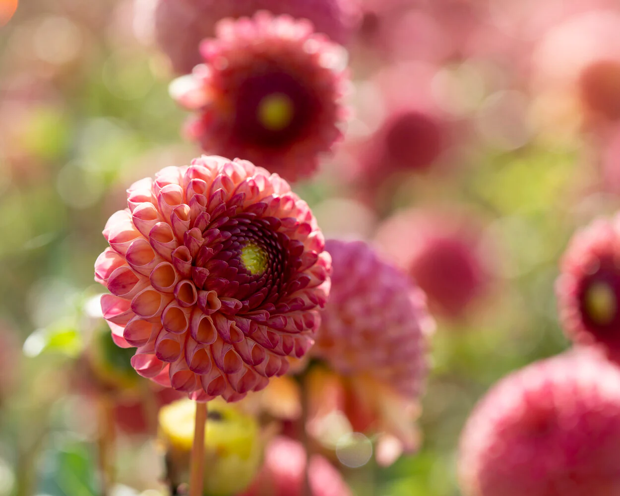 Dahlia 'Burlesca' - Image 6