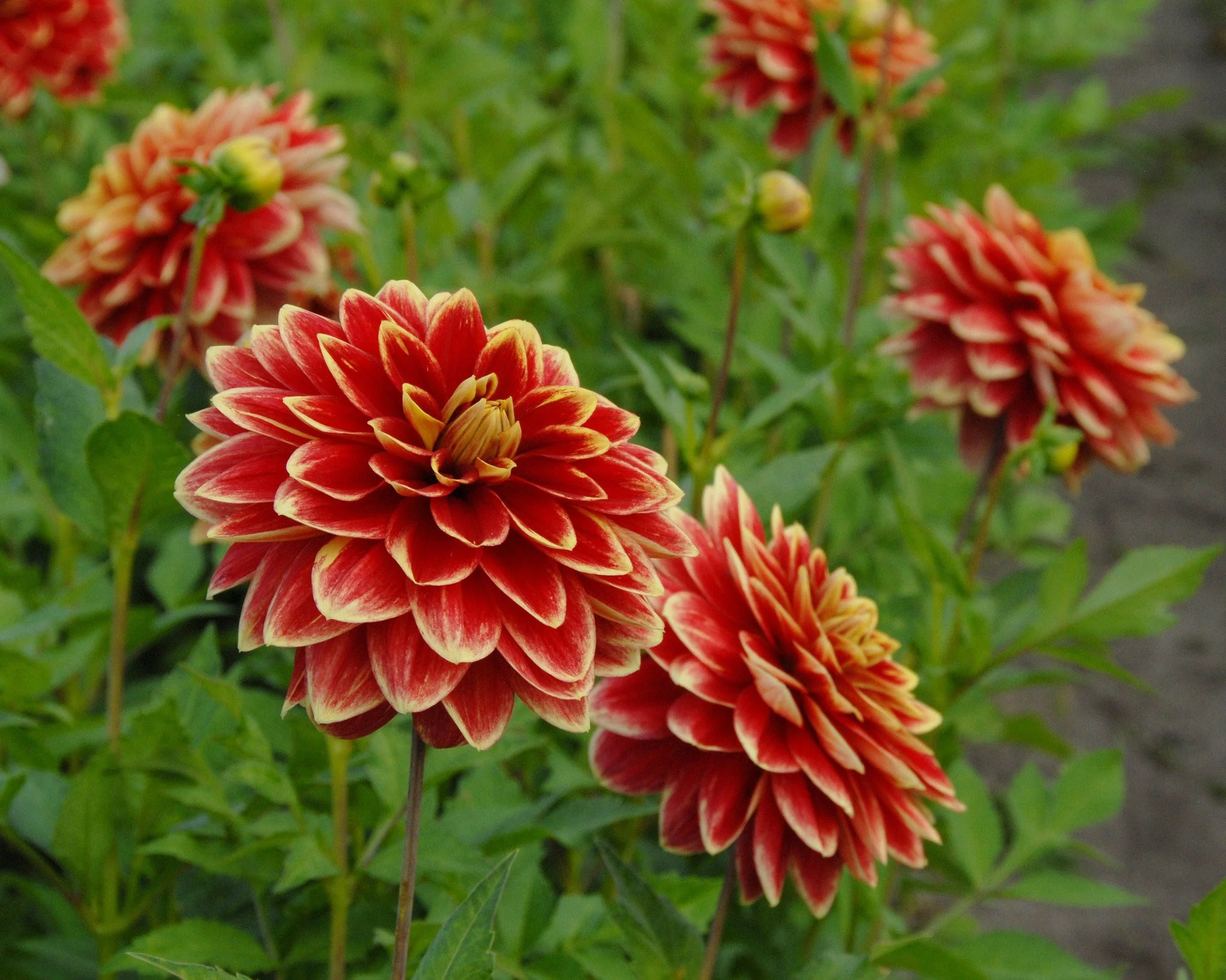 Dahlia 'Caballero' - Image 4