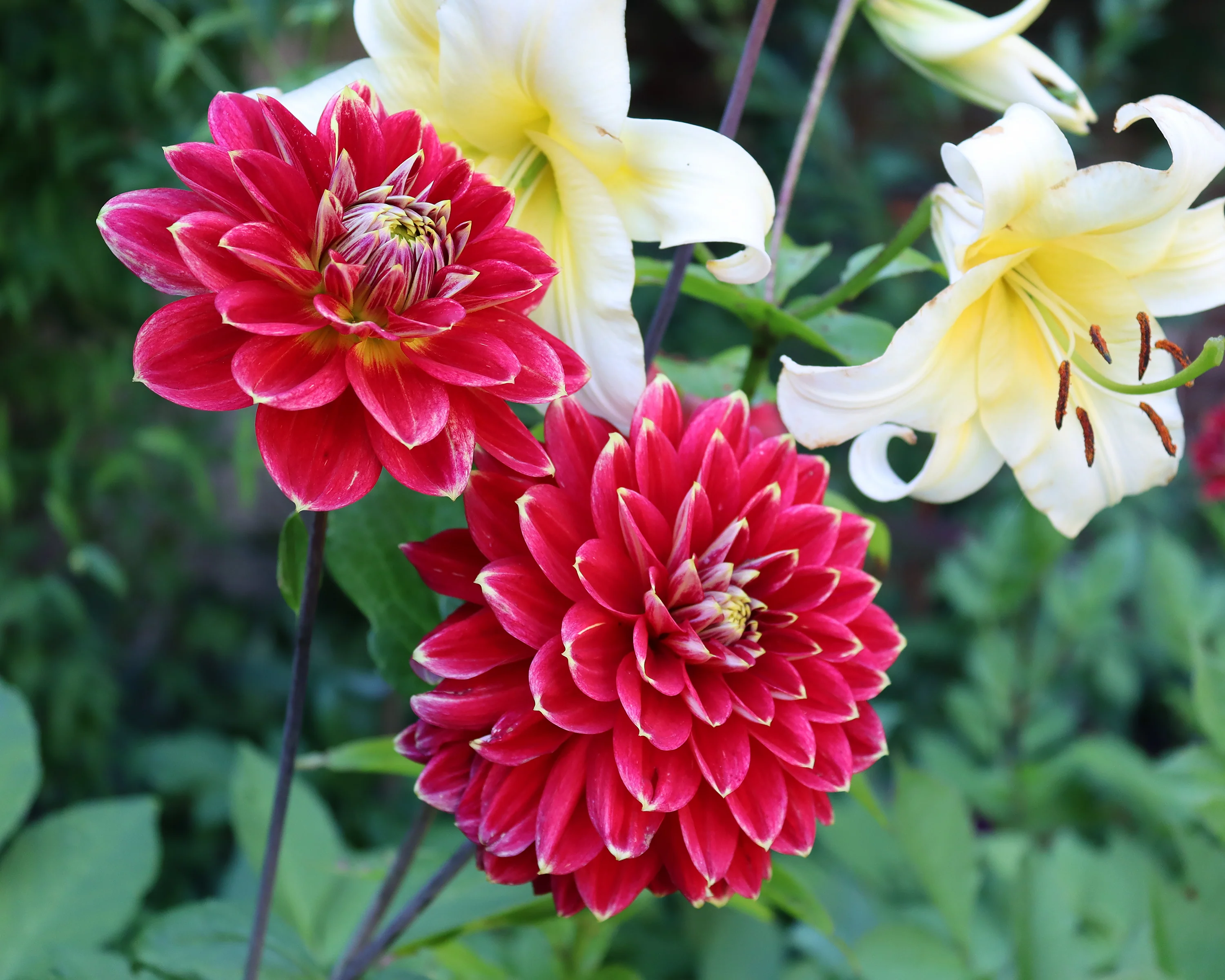 Dahlia 'Caballero' - Image 5