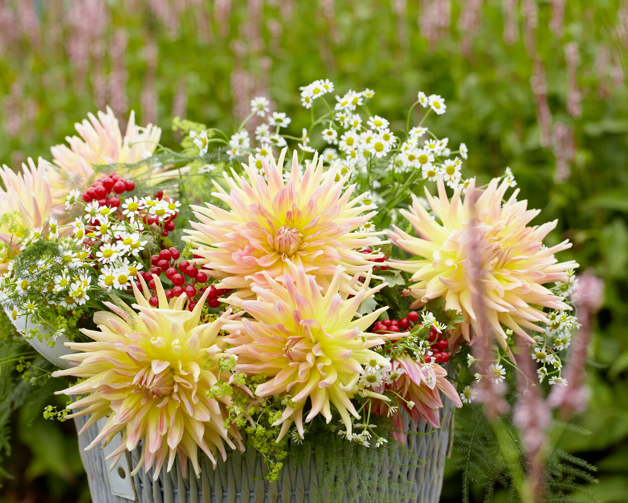 Dahlia 'Cabana Banana' - Image 3