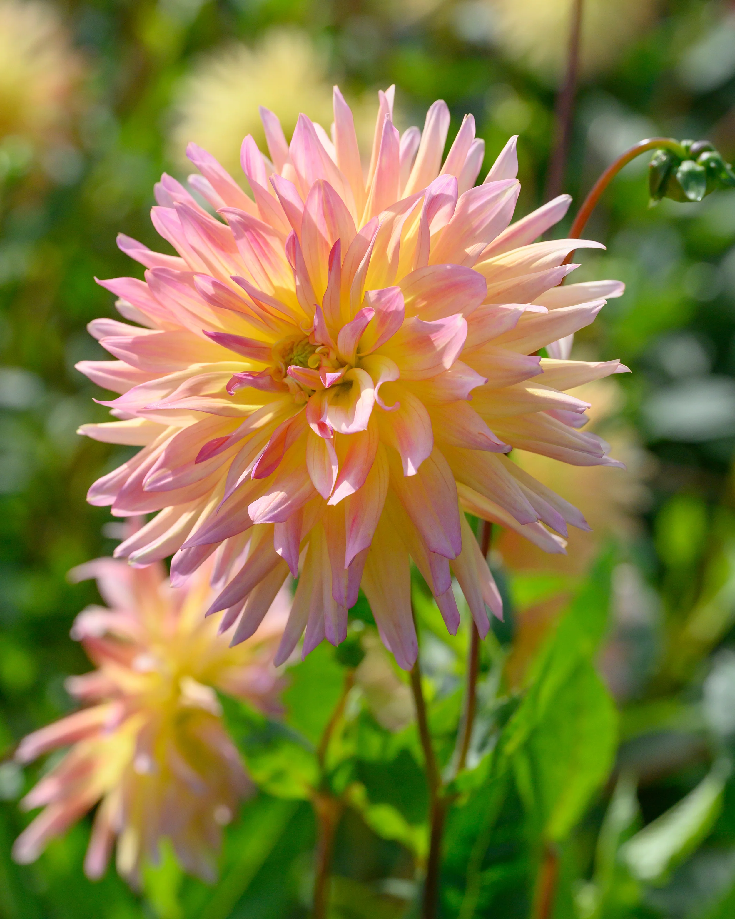 Dahlia 'Cabana Banana' - Image 4