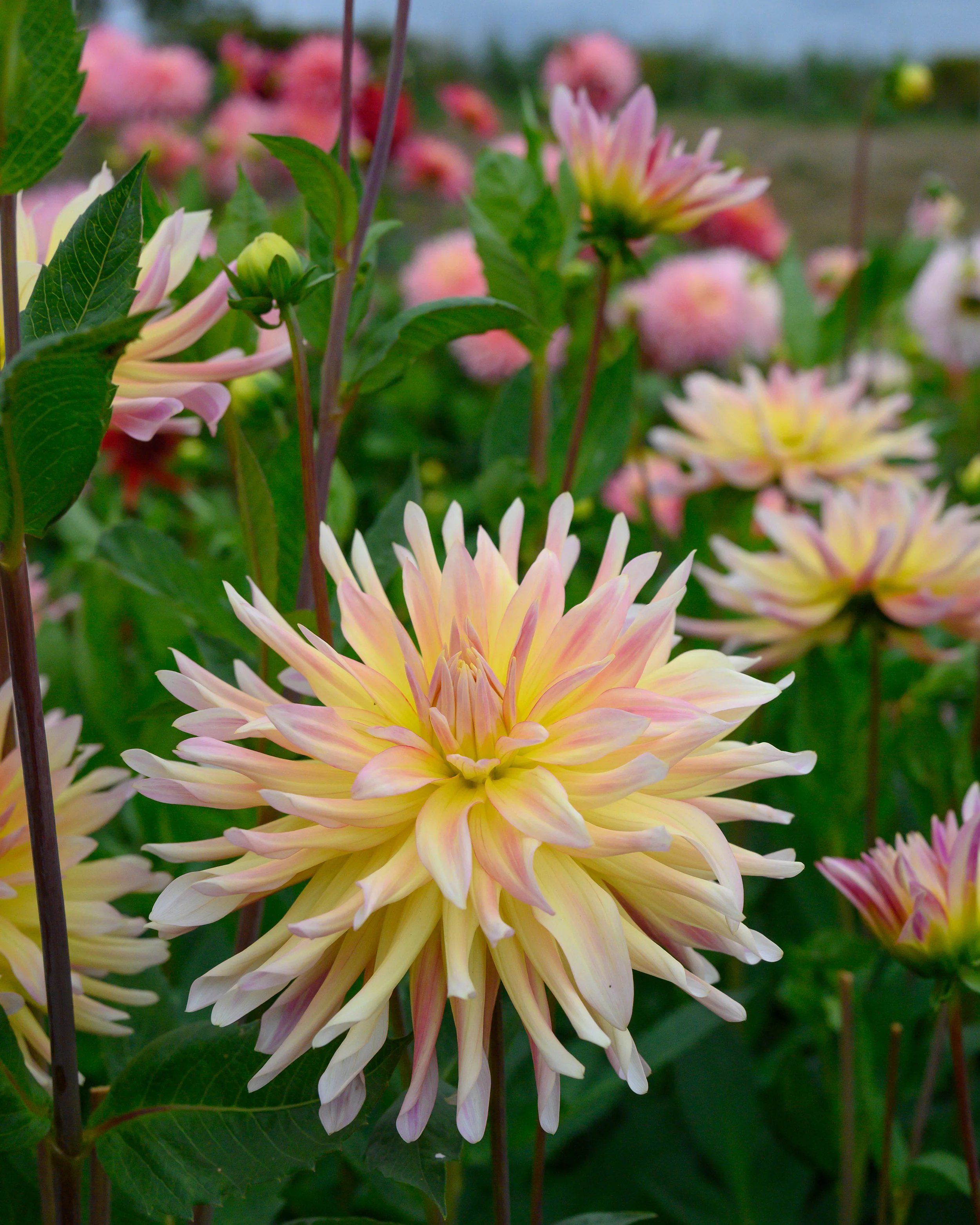 Dahlia 'Cabana Banana' - Image 7