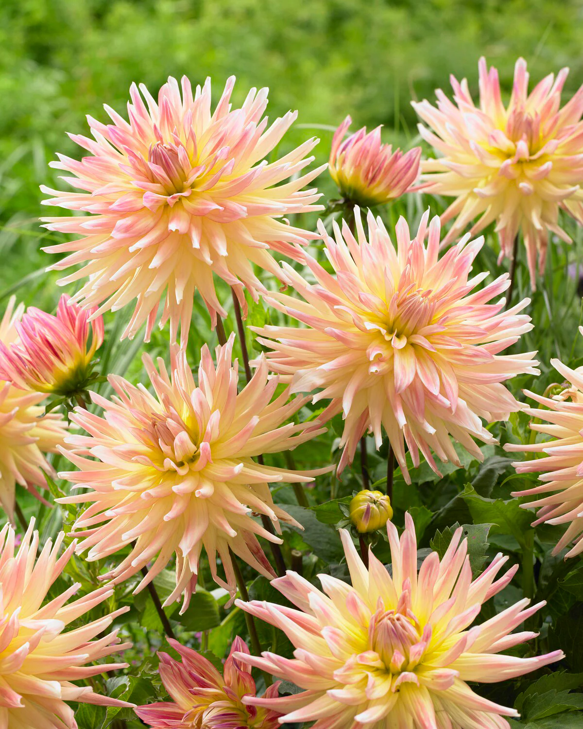 Dahlia 'Cabana Banana' - Image 9