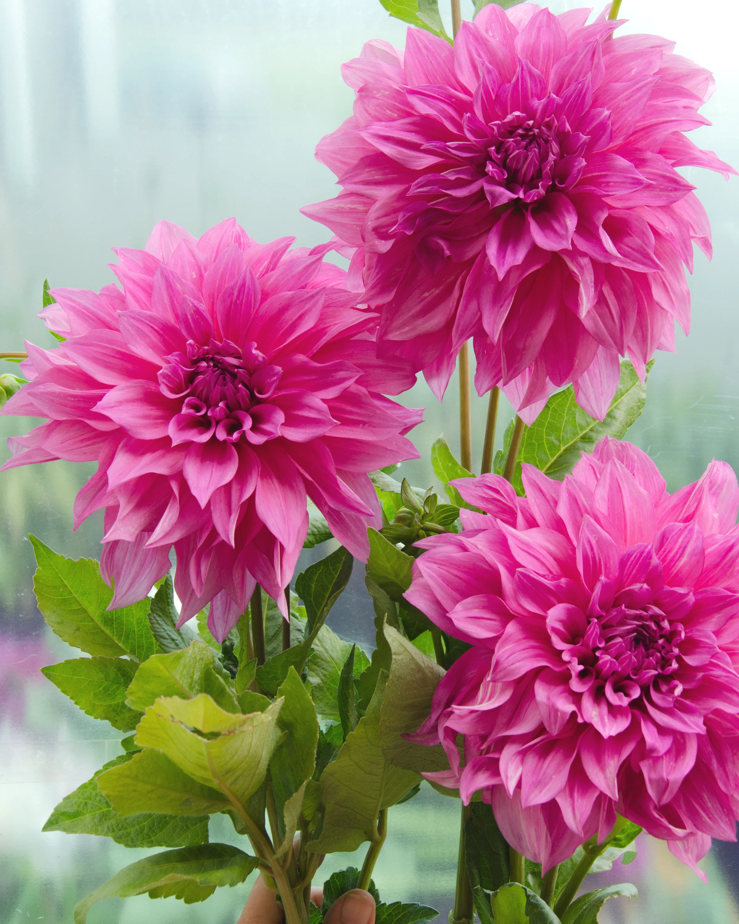 Dahlia 'Café au Lait Rosé' - Image 5