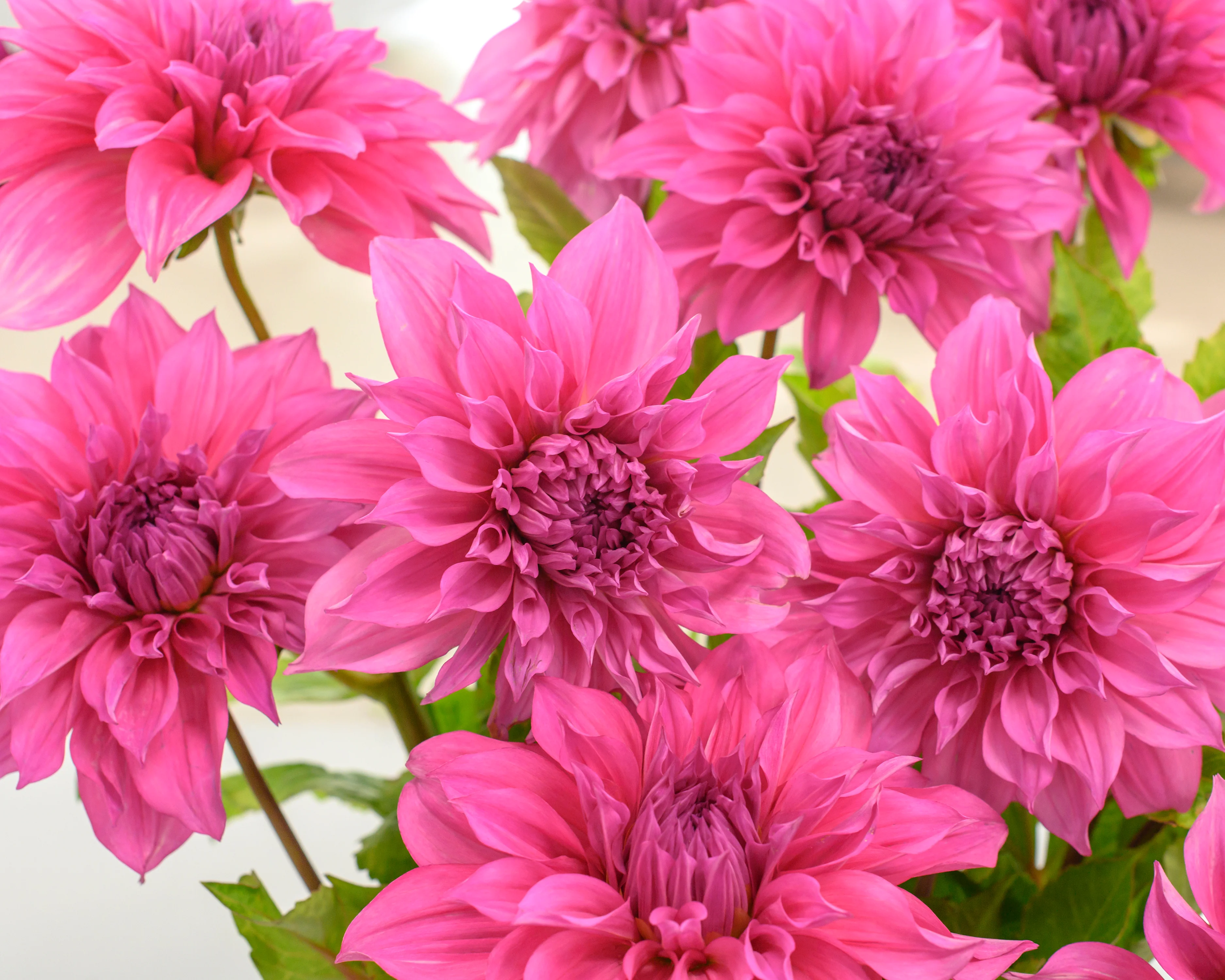 Dahlia 'Café au Lait Rosé' - Image 6
