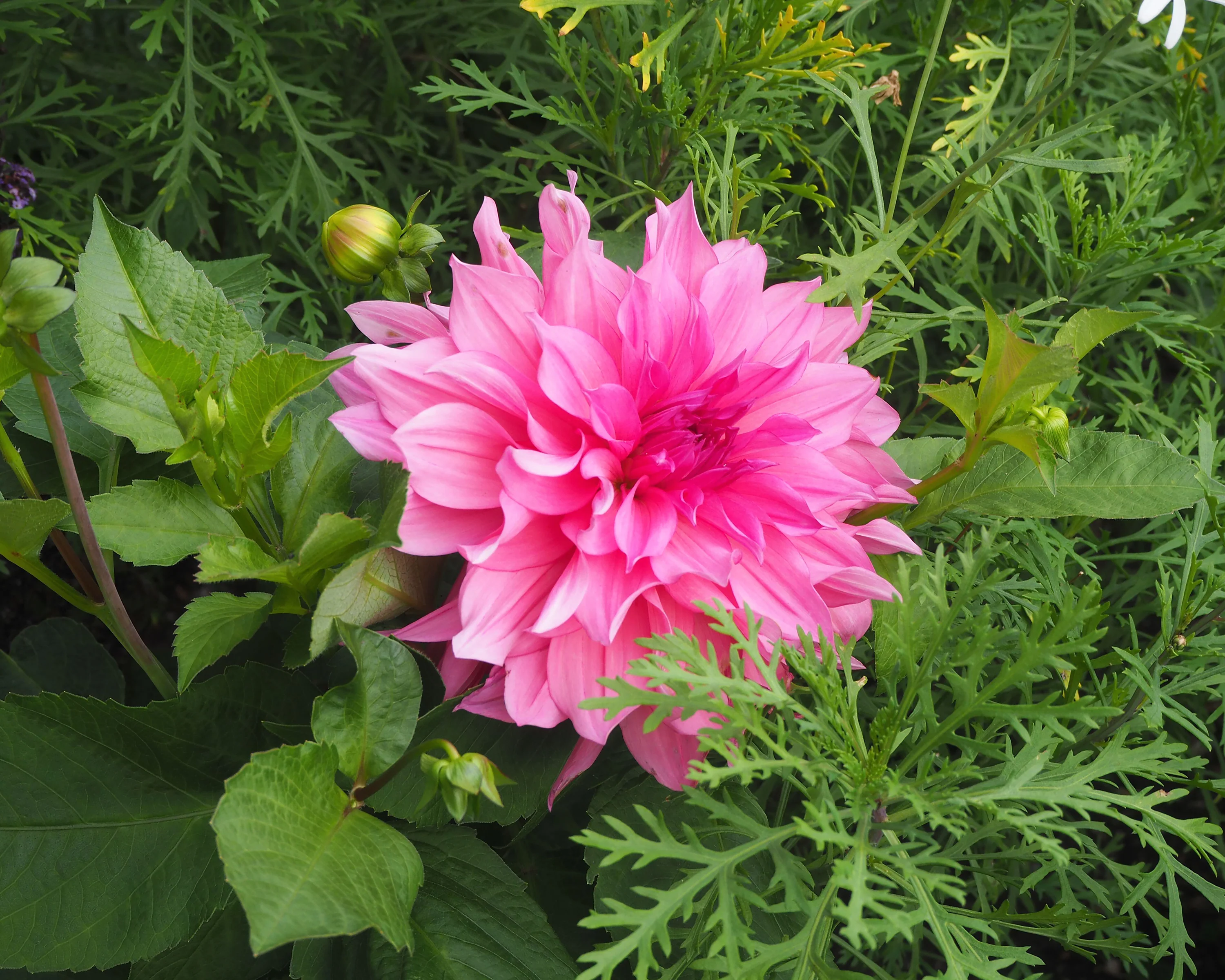 Dahlia 'Café au Lait Rosé' - Image 7