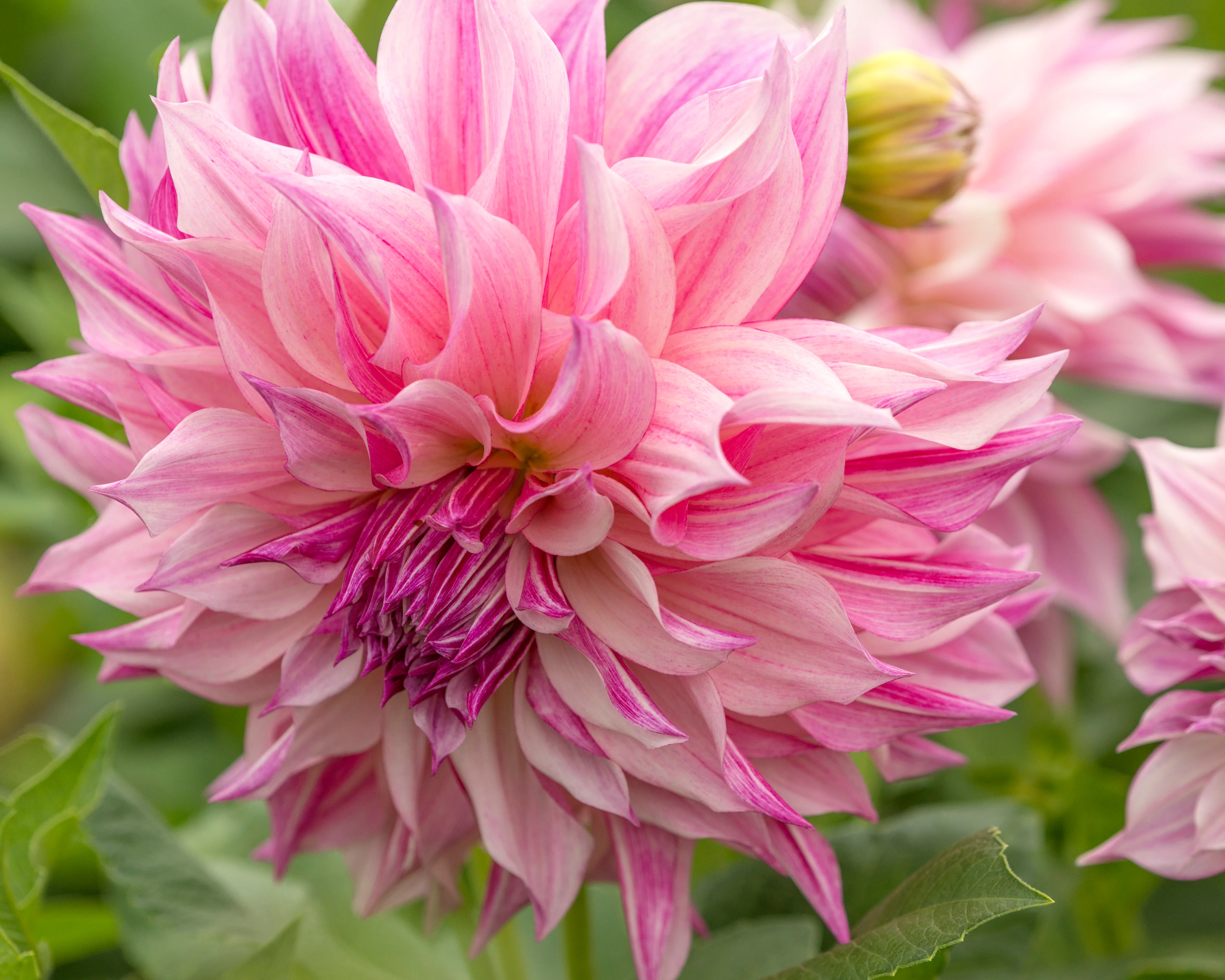 Dahlia 'Café au Lait Royal' - Image 4