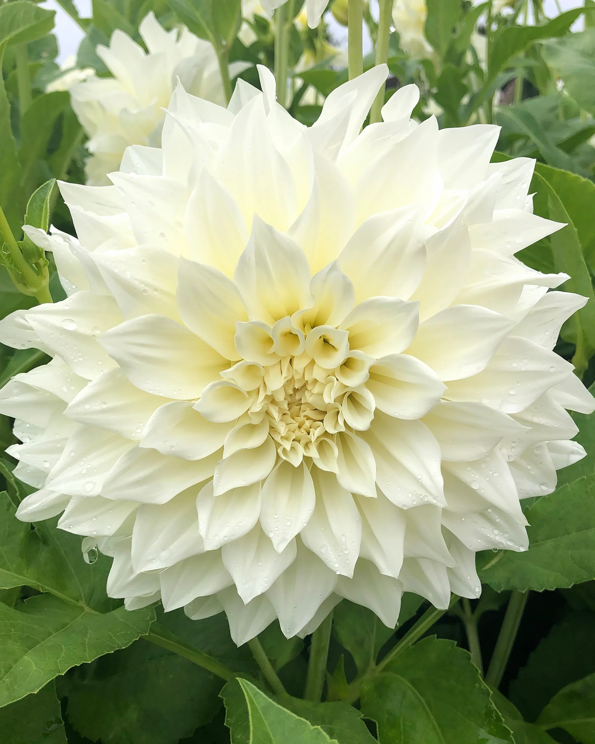 Dahlia 'Café au Lait Supreme' - Image 3