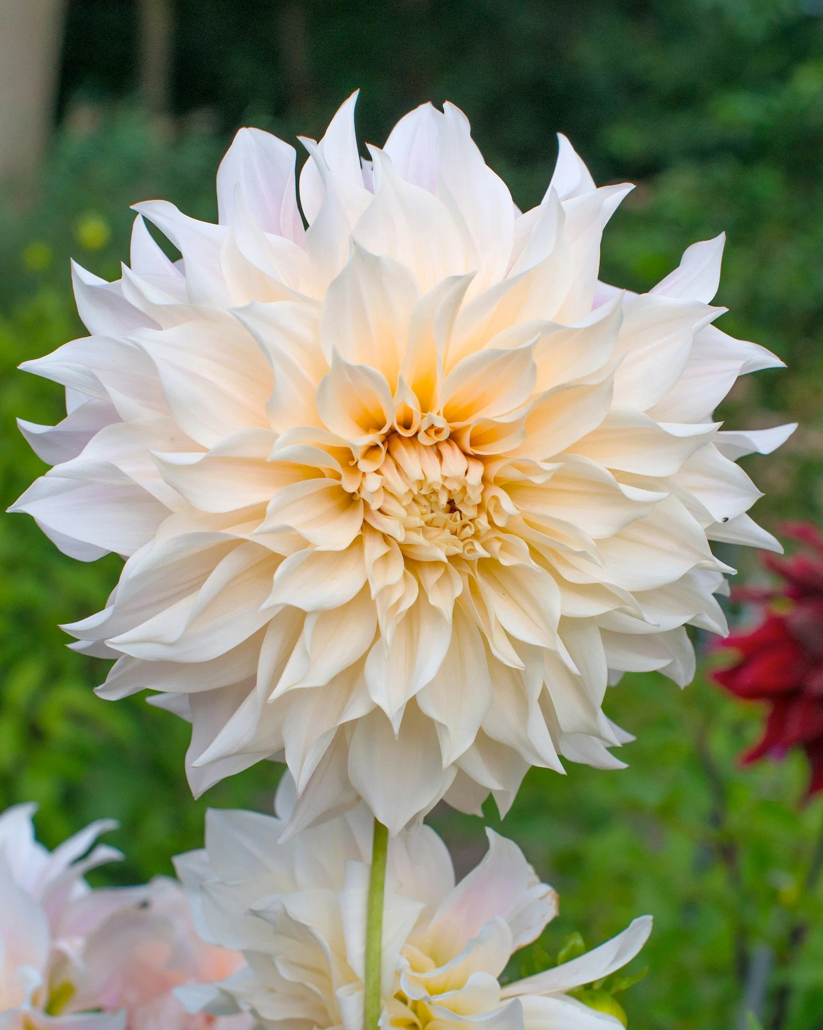 Dahlia 'Café au Lait' - Image 2