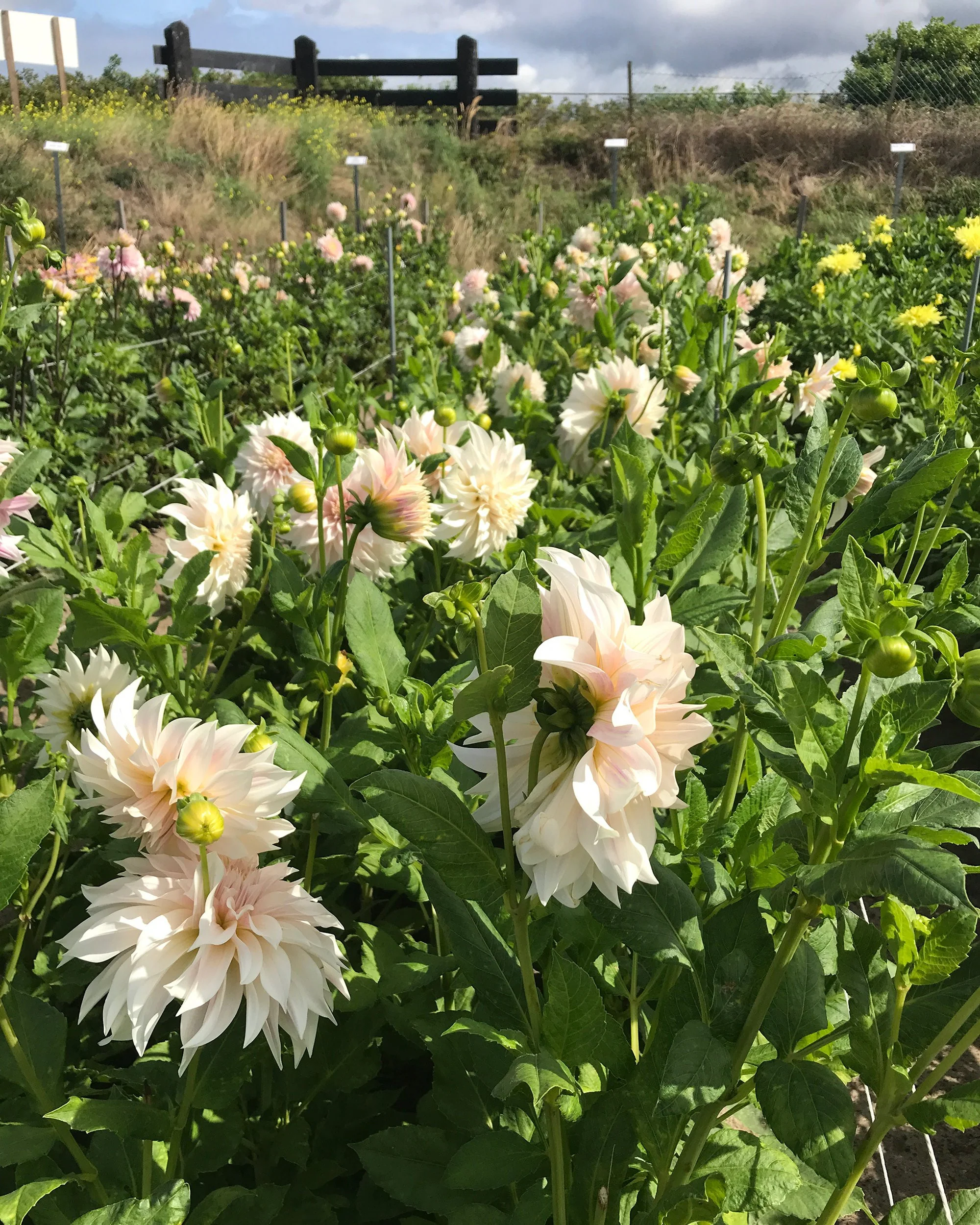 Dahlia 'Café au Lait' - Image 5