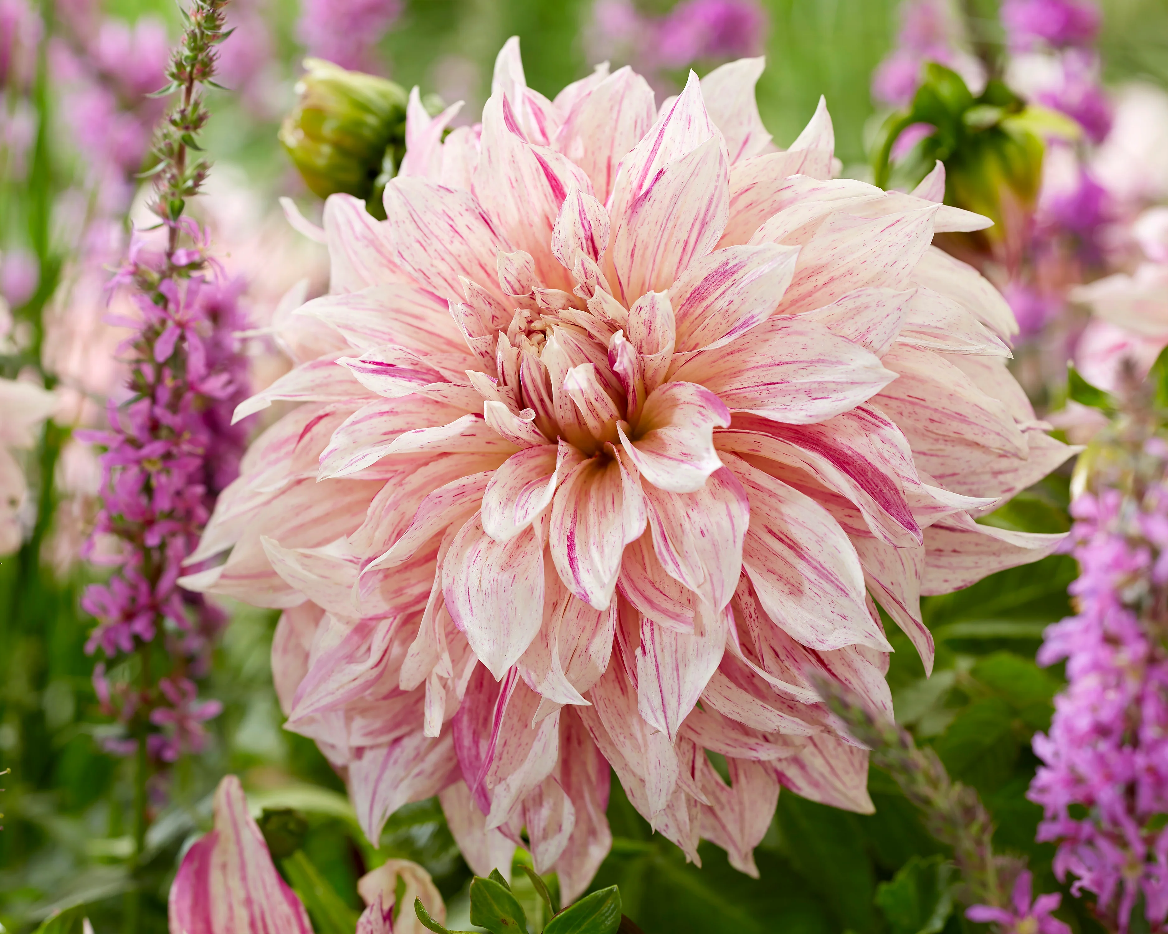 Dahlia 'Café au Lait Twist' - Image 3