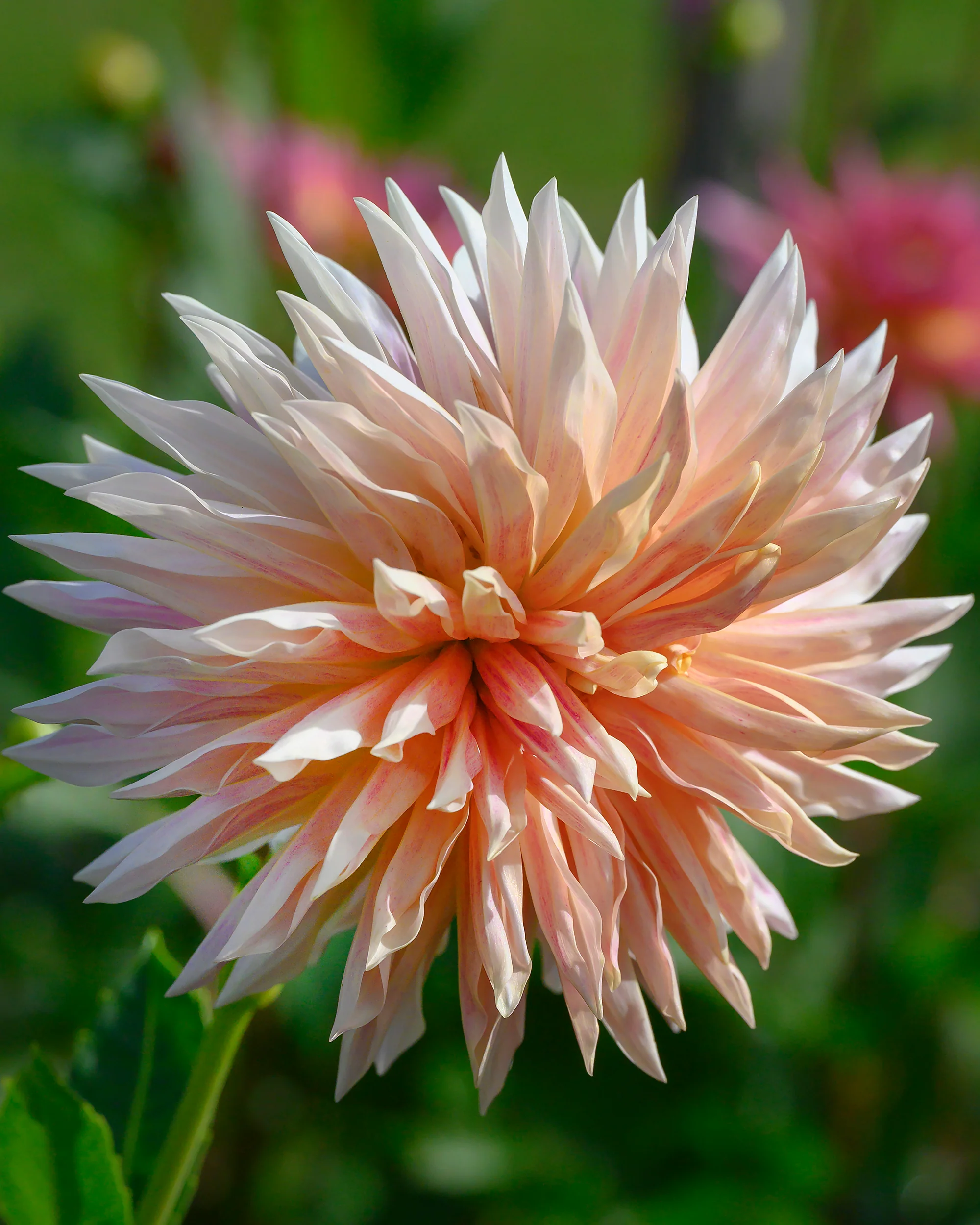 Dahlia 'Café de Paris' - Image 4