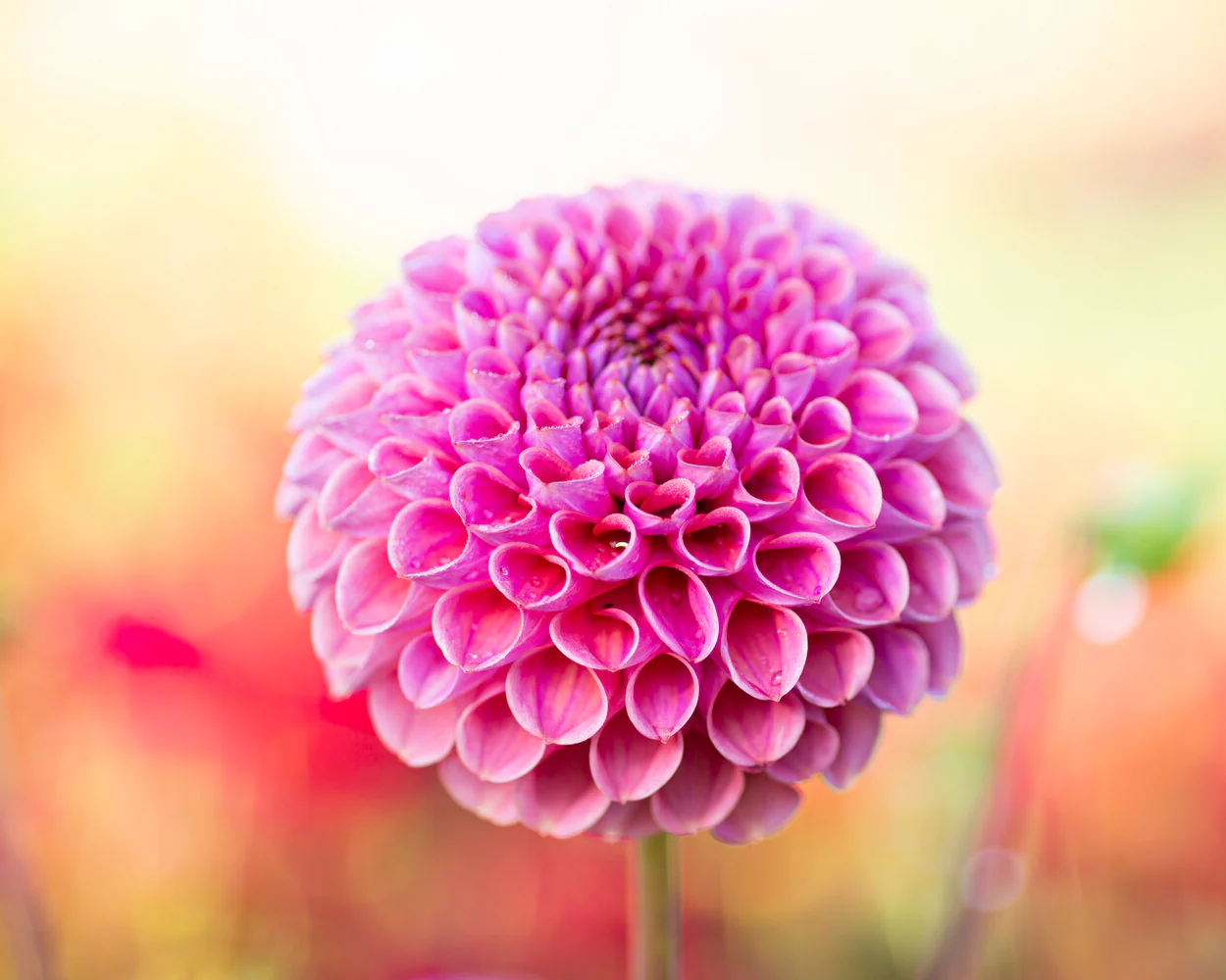 Dahlia 'Caitlin’s Joy' - Image 3