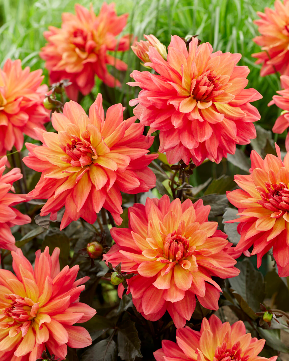 Dahlia 'Camelot' - Image 2