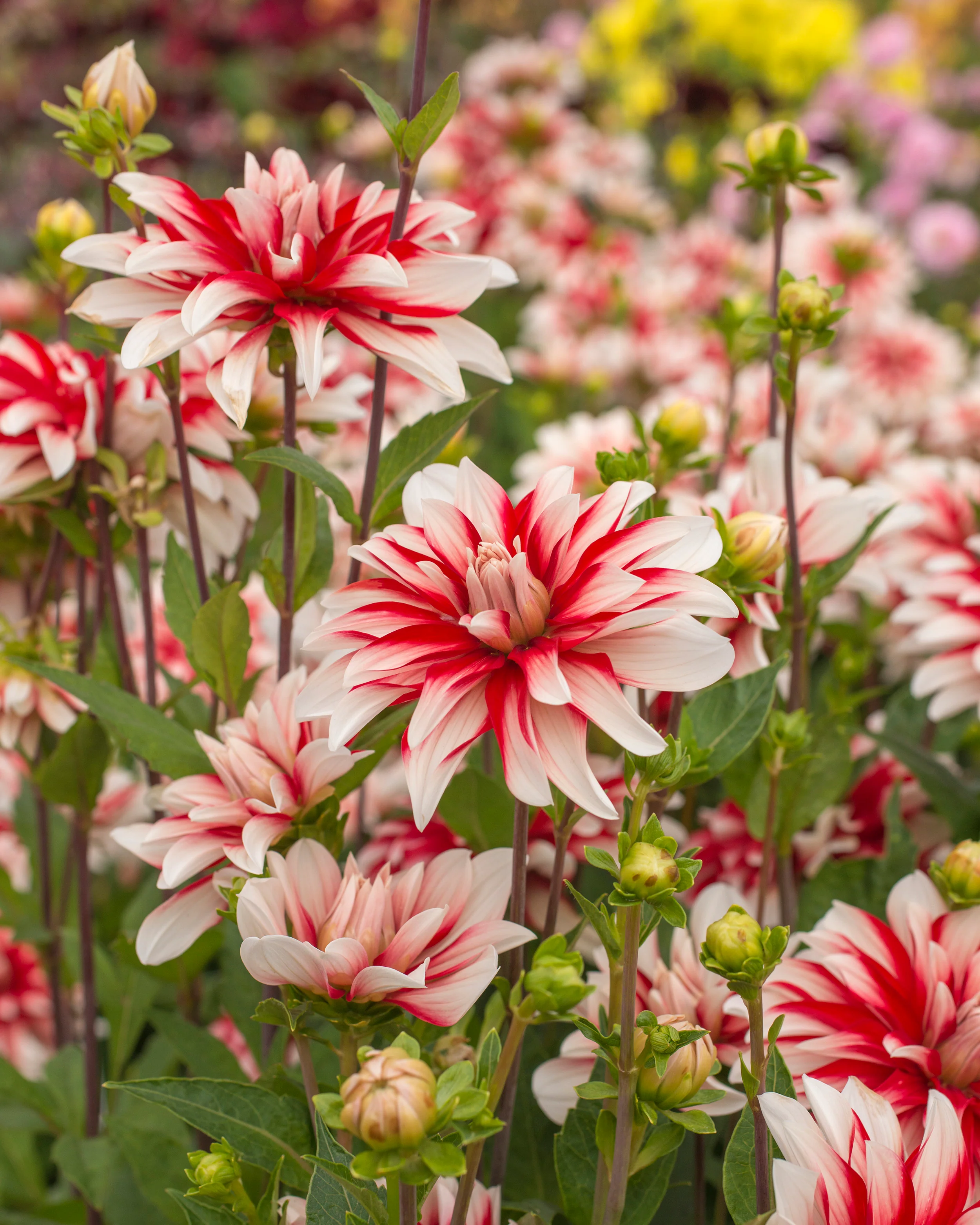Dahlia 'Catching Fire' - Image 2