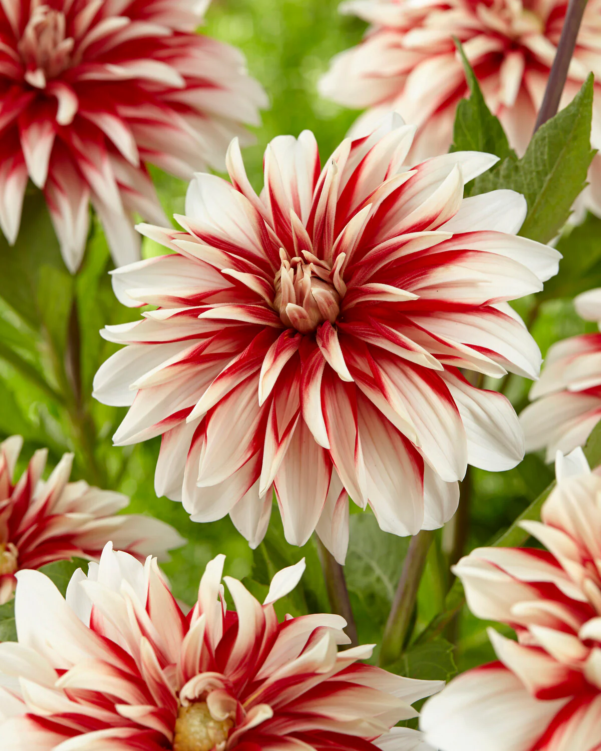 Dahlia 'Catching Fire' - Image 3