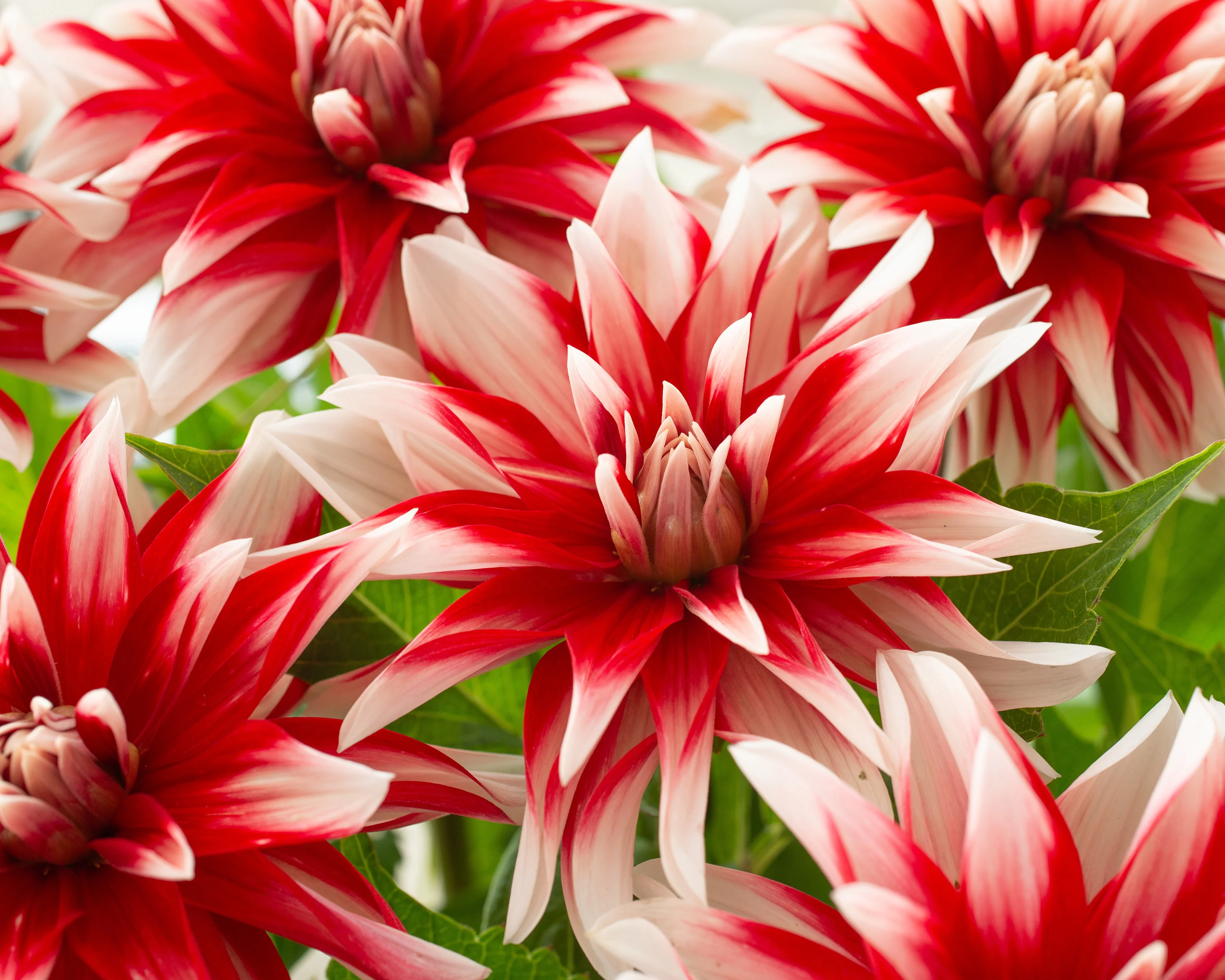 Dahlia 'Catching Fire' - Image 4