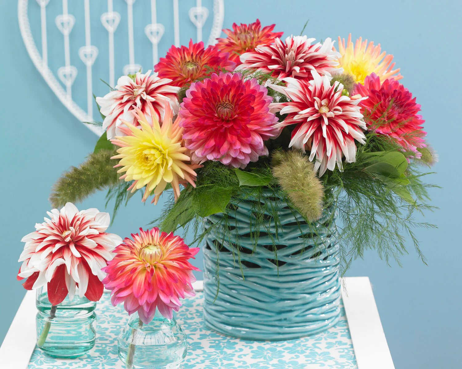 Dahlia 'Catching Fire' - Image 5