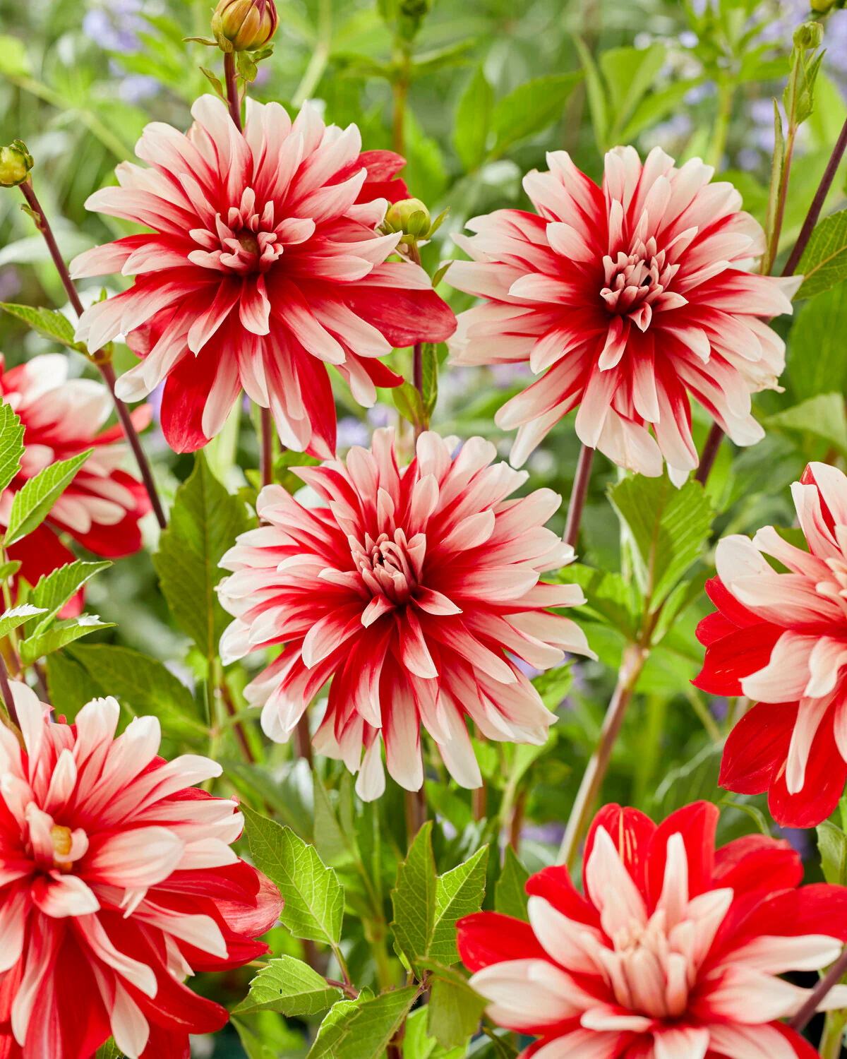 Dahlia 'Catching Fire' - Image 6