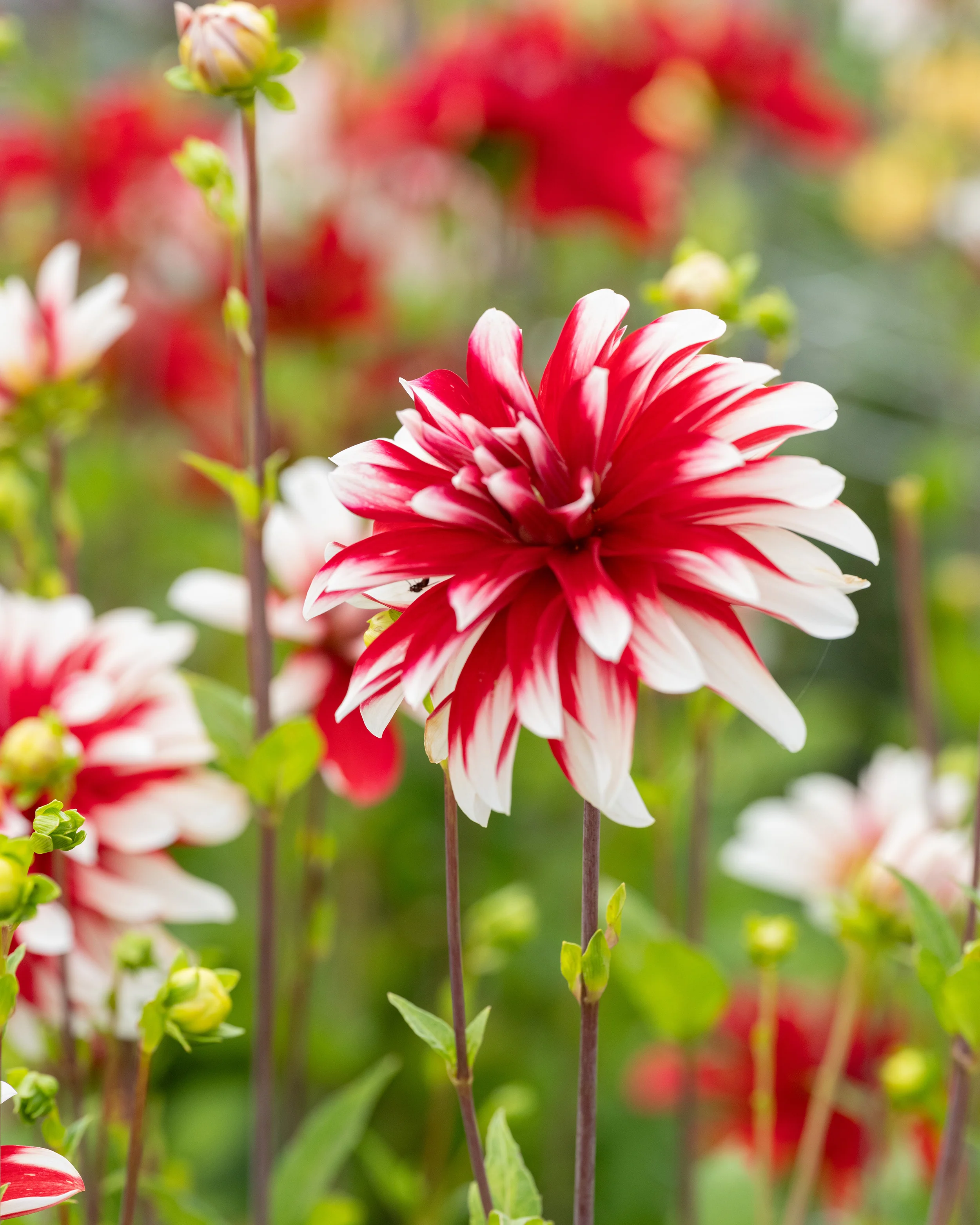 Dahlia 'Catching Fire' - Image 7
