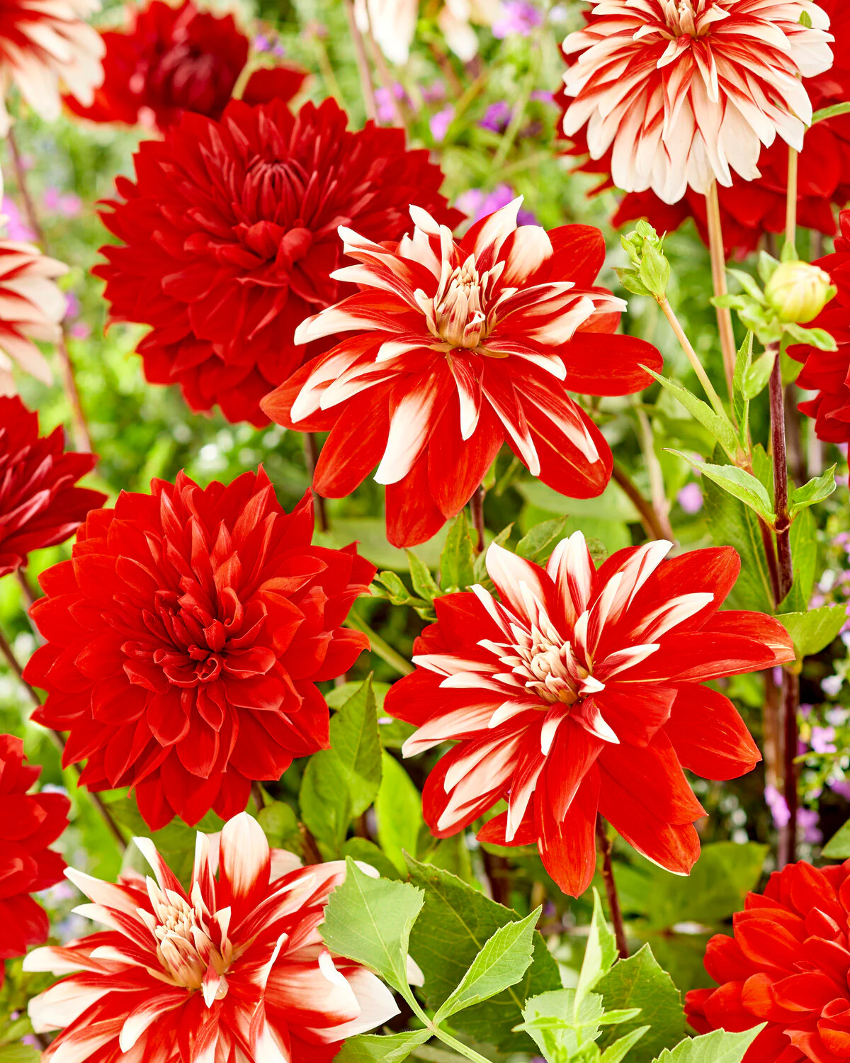 Dahlia 'Catching Fire' - Image 8