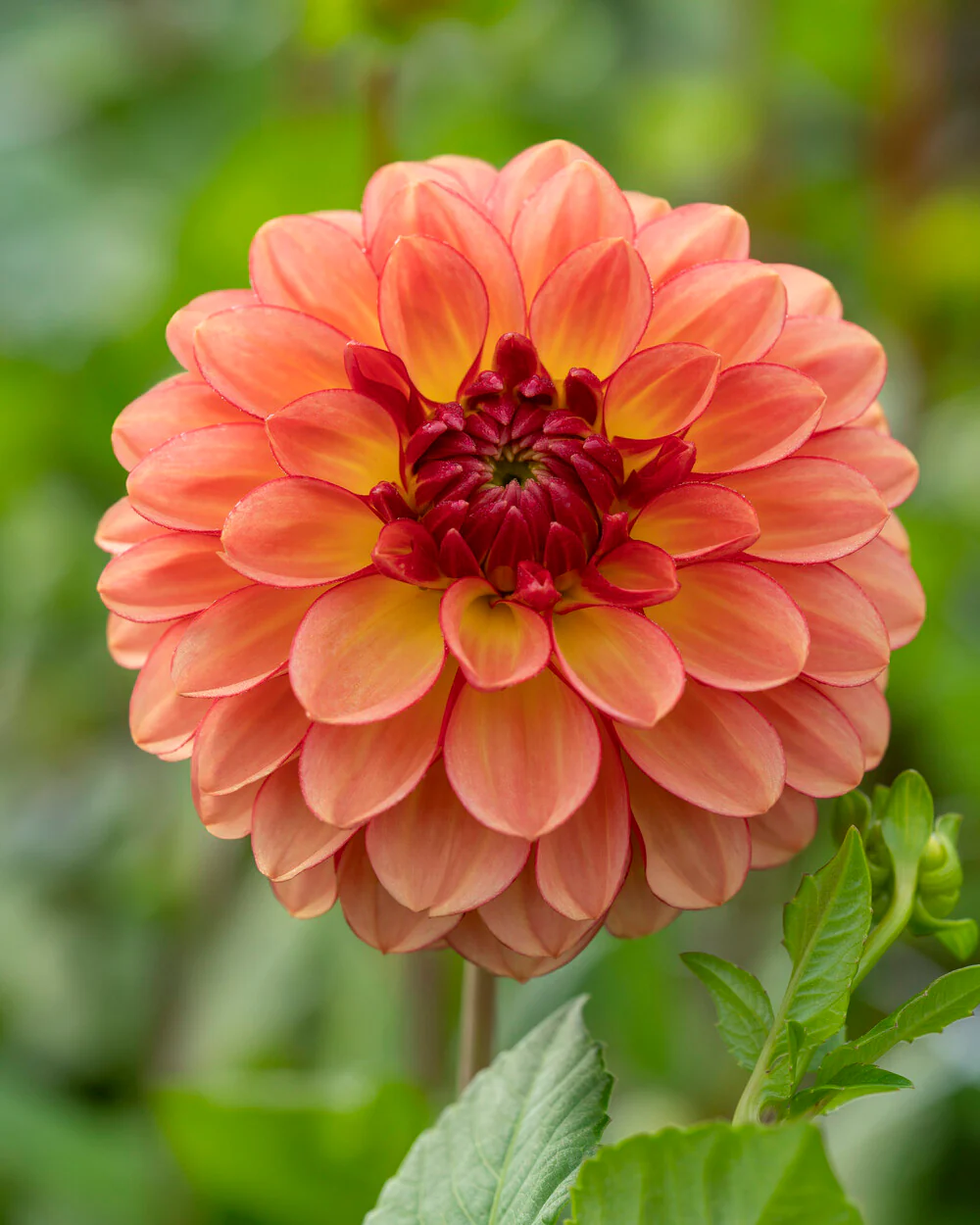Dahlia 'Chapeau Bas' - Image 2
