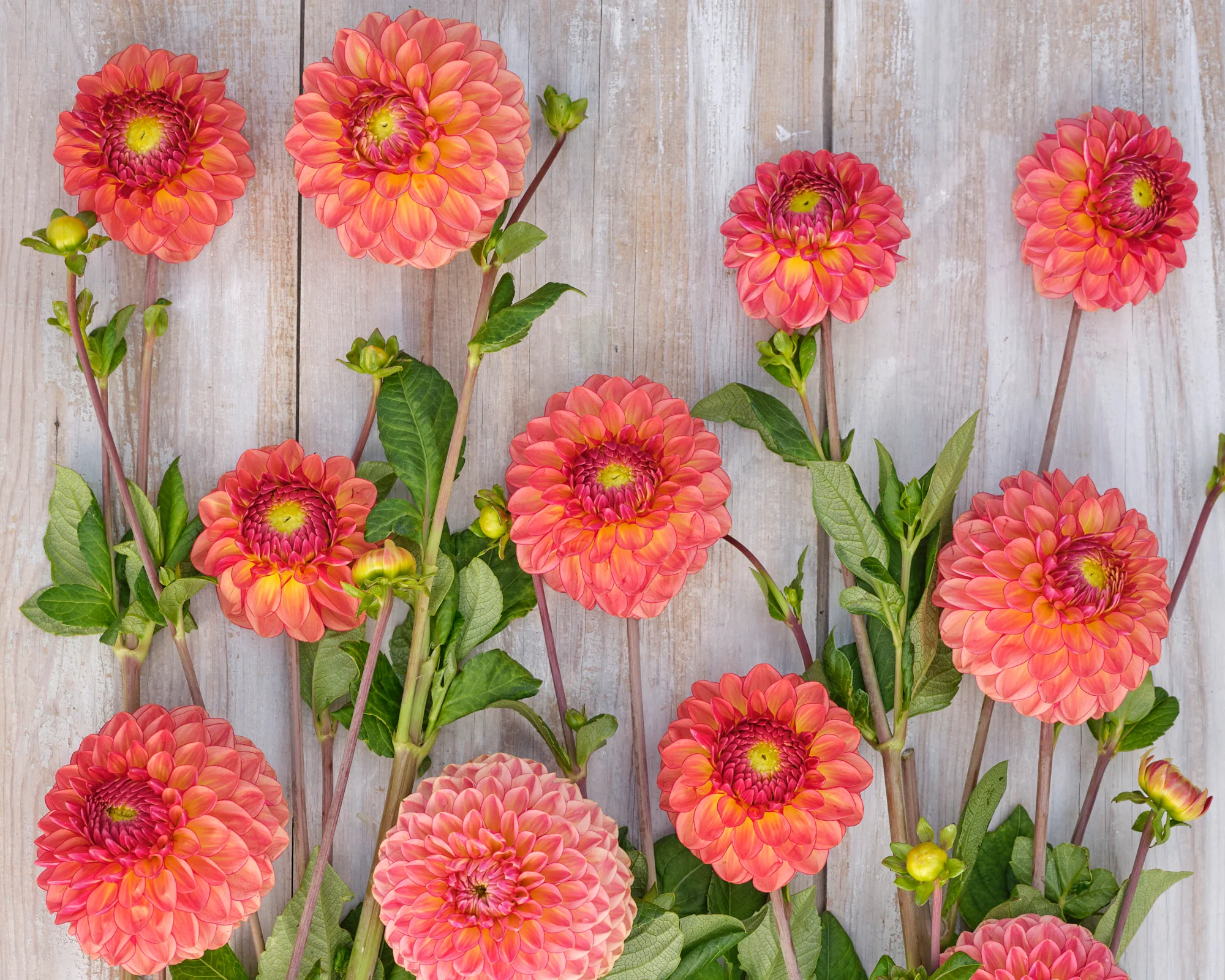 Dahlia 'Chapeau Bas' - Image 3