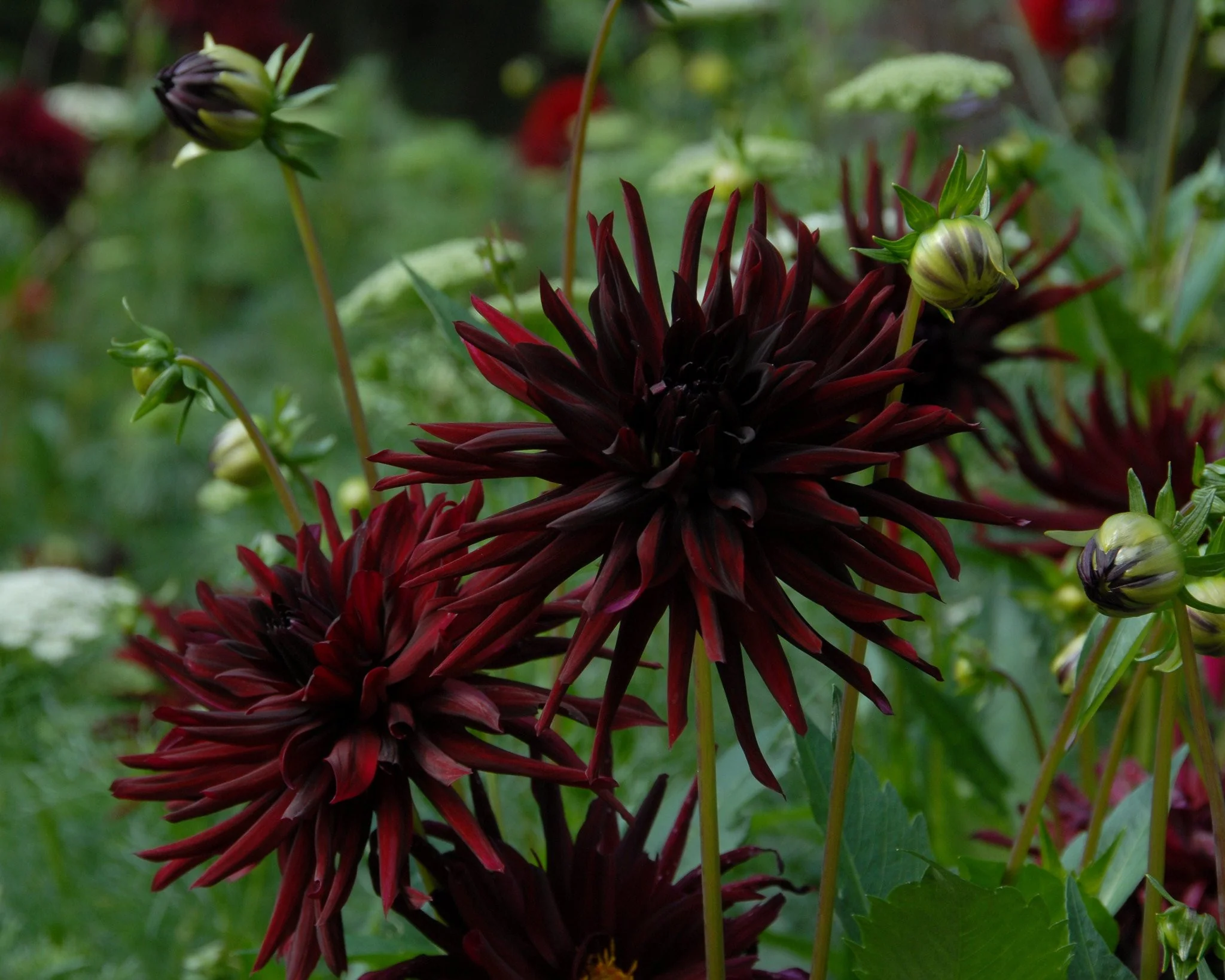Dahlia 'Chat Noir' - Image 3
