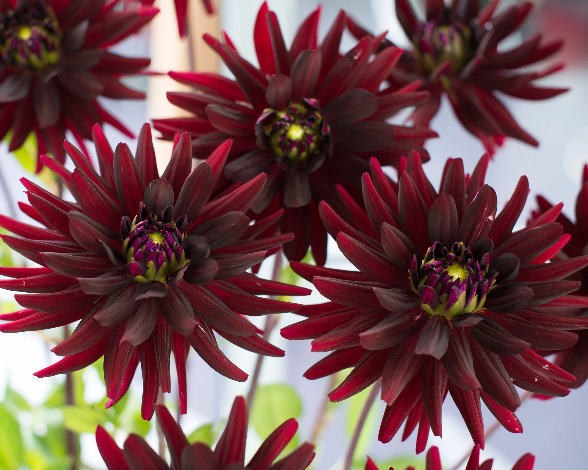Dahlia 'Chat Noir' - Image 4
