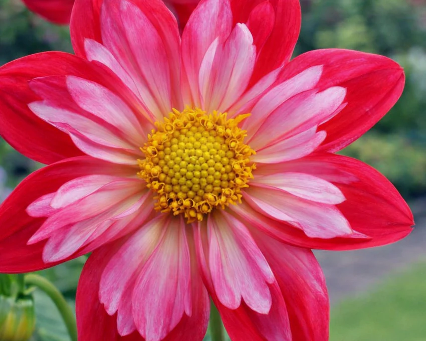 Dahlia 'Cherry Star' - Image 2