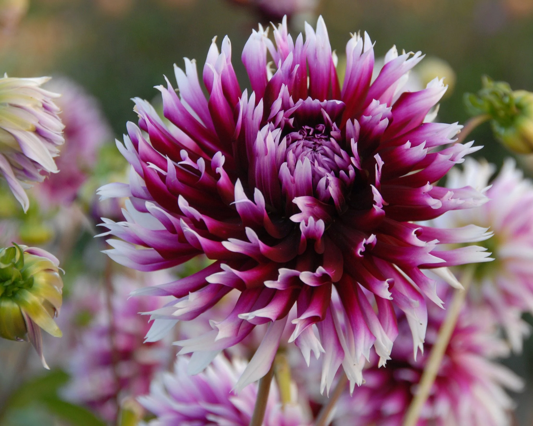 Dahlia 'Clair-Obscur' - Image 5