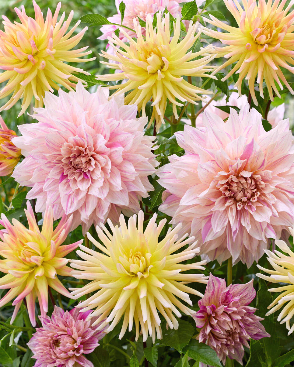 Dahlia collection 'Banana Latte'