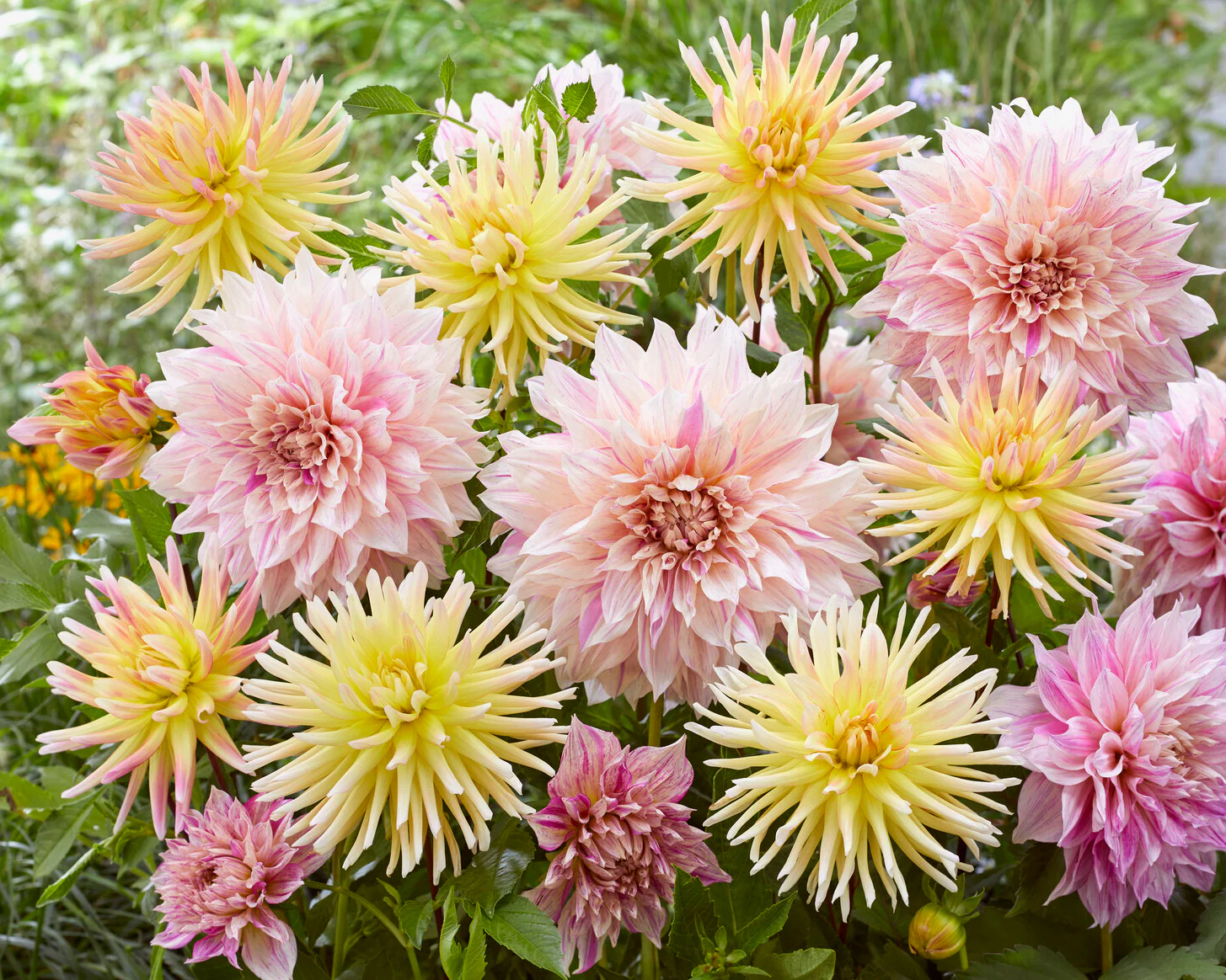 Dahlia collection 'Banana Latte' - Image 2